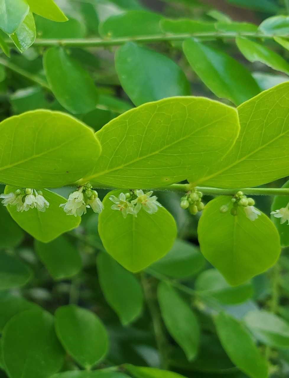 Phyllanthus marianus flowers on dorsal side of stem. Dededo, Gu…