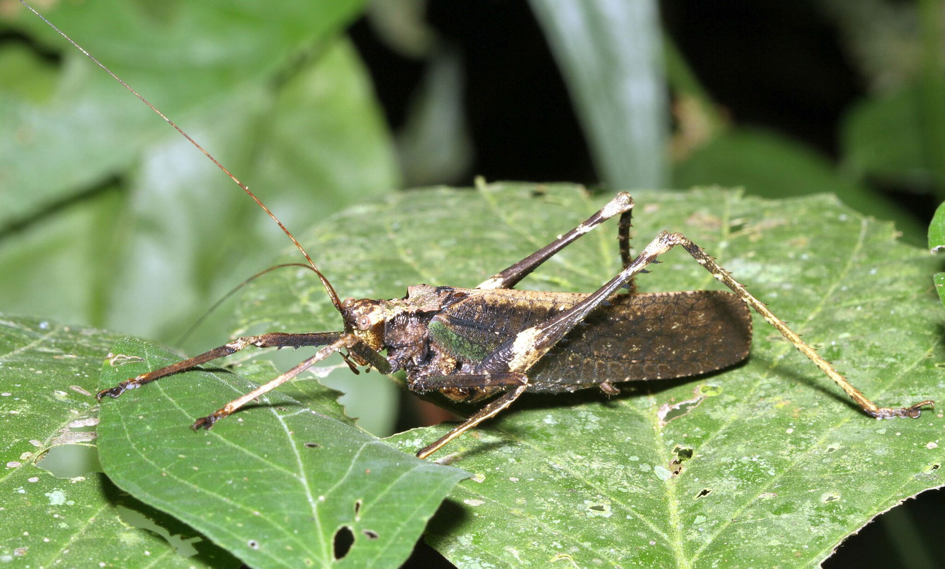 Pemba sp. Species of insect.