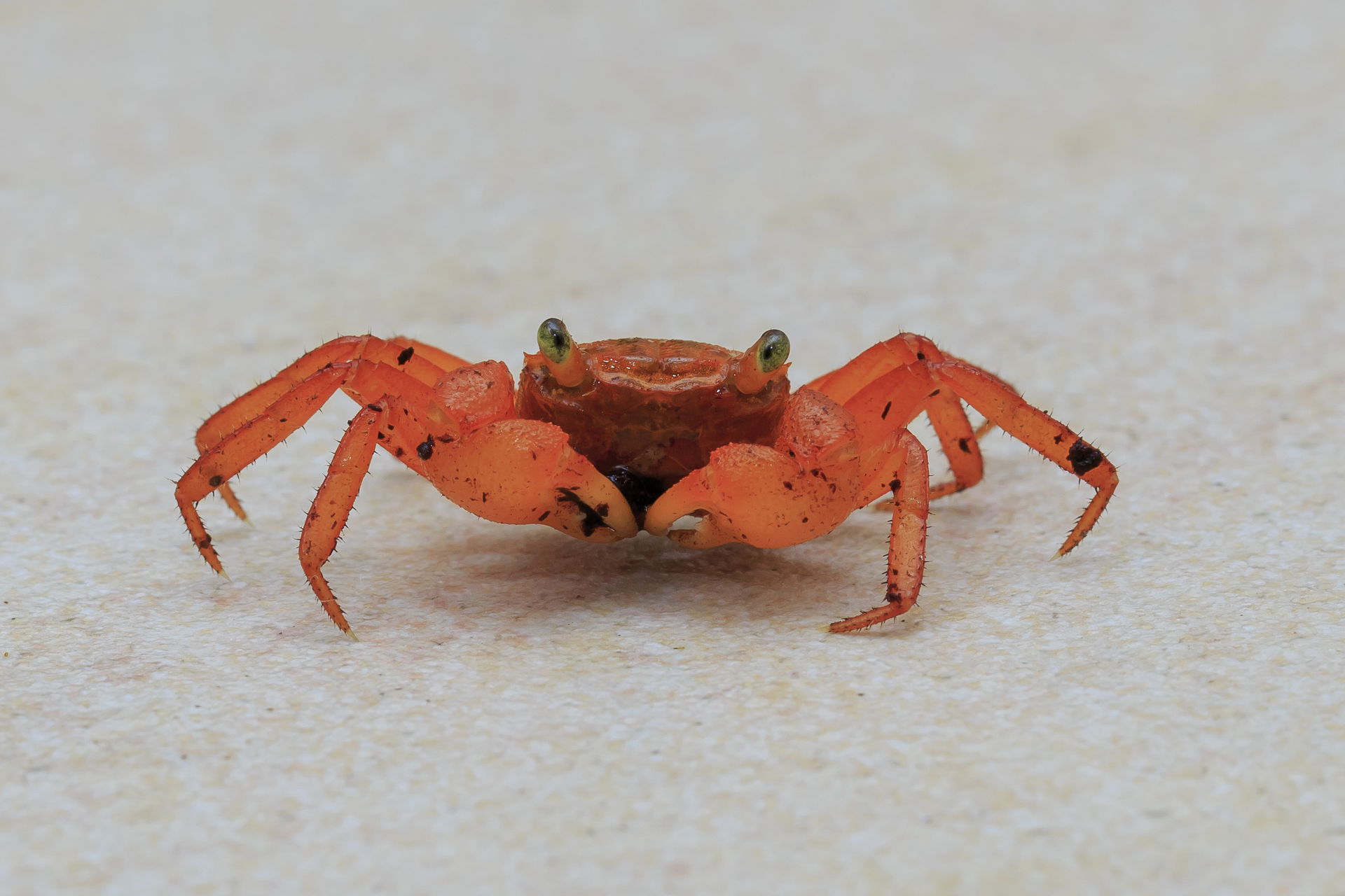 Lahad Datu, Sabah: Silam Crab (species: Geosesarma aurantium) o…