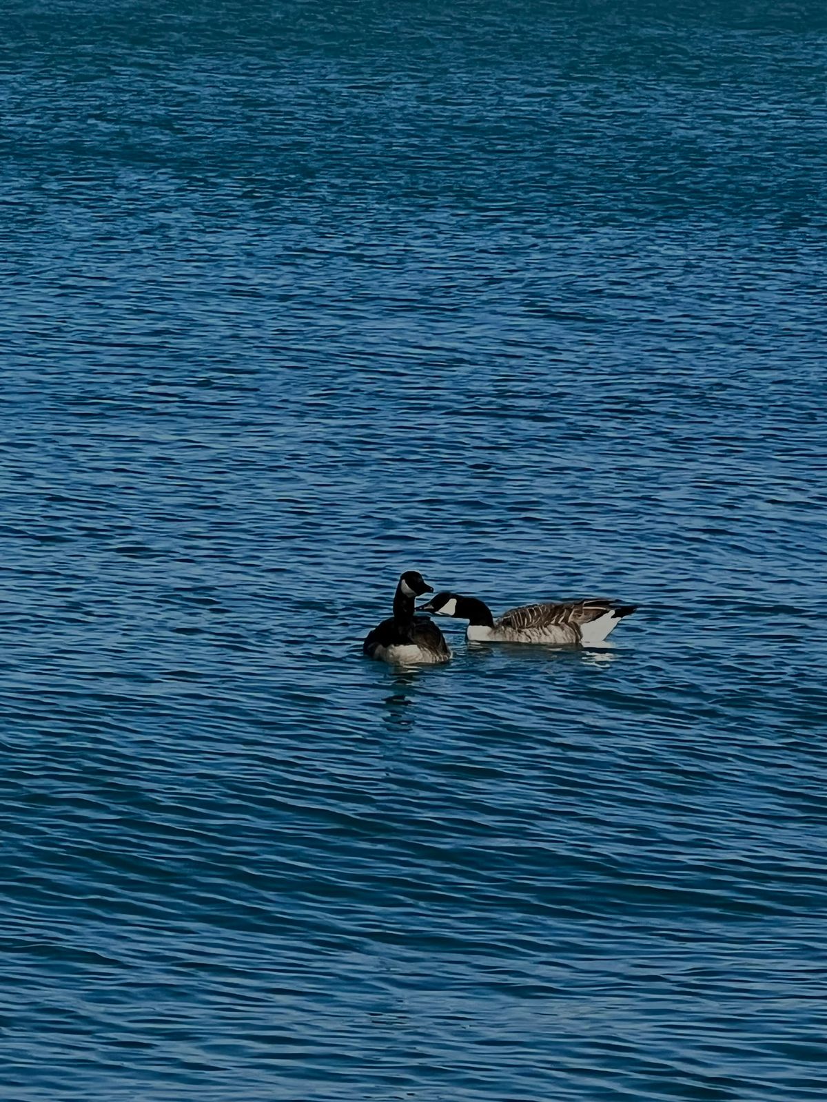 Patos river Washington
