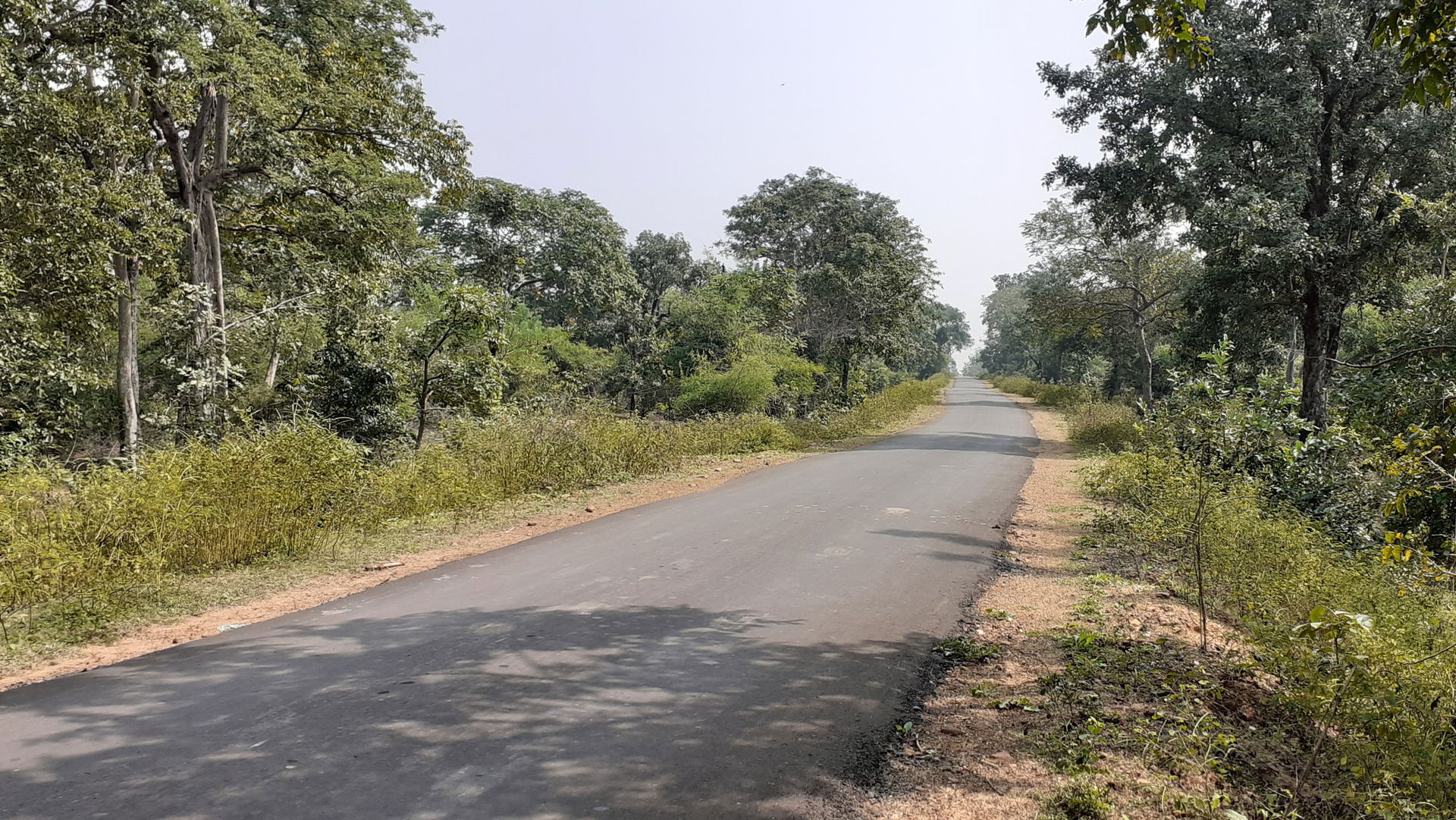 Road Sushi to Ajaypur Chandrapur district