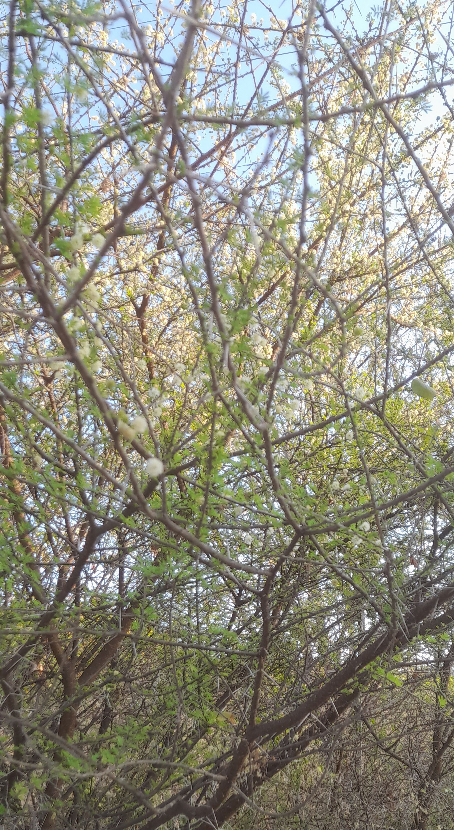 Mimosaceae- Indian Umbrella Thorn: Tree, flowers white heads.