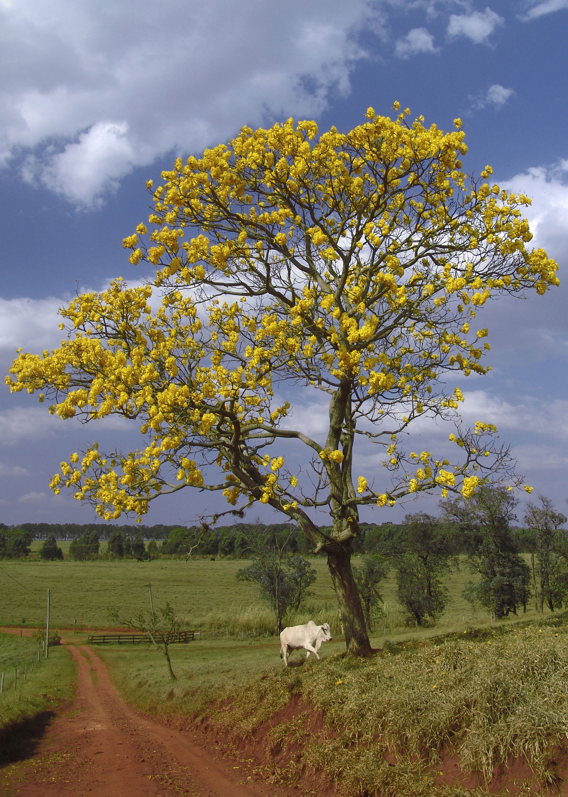Yellow ipê (ipê-amarelo) in Avaré (Brazil).
