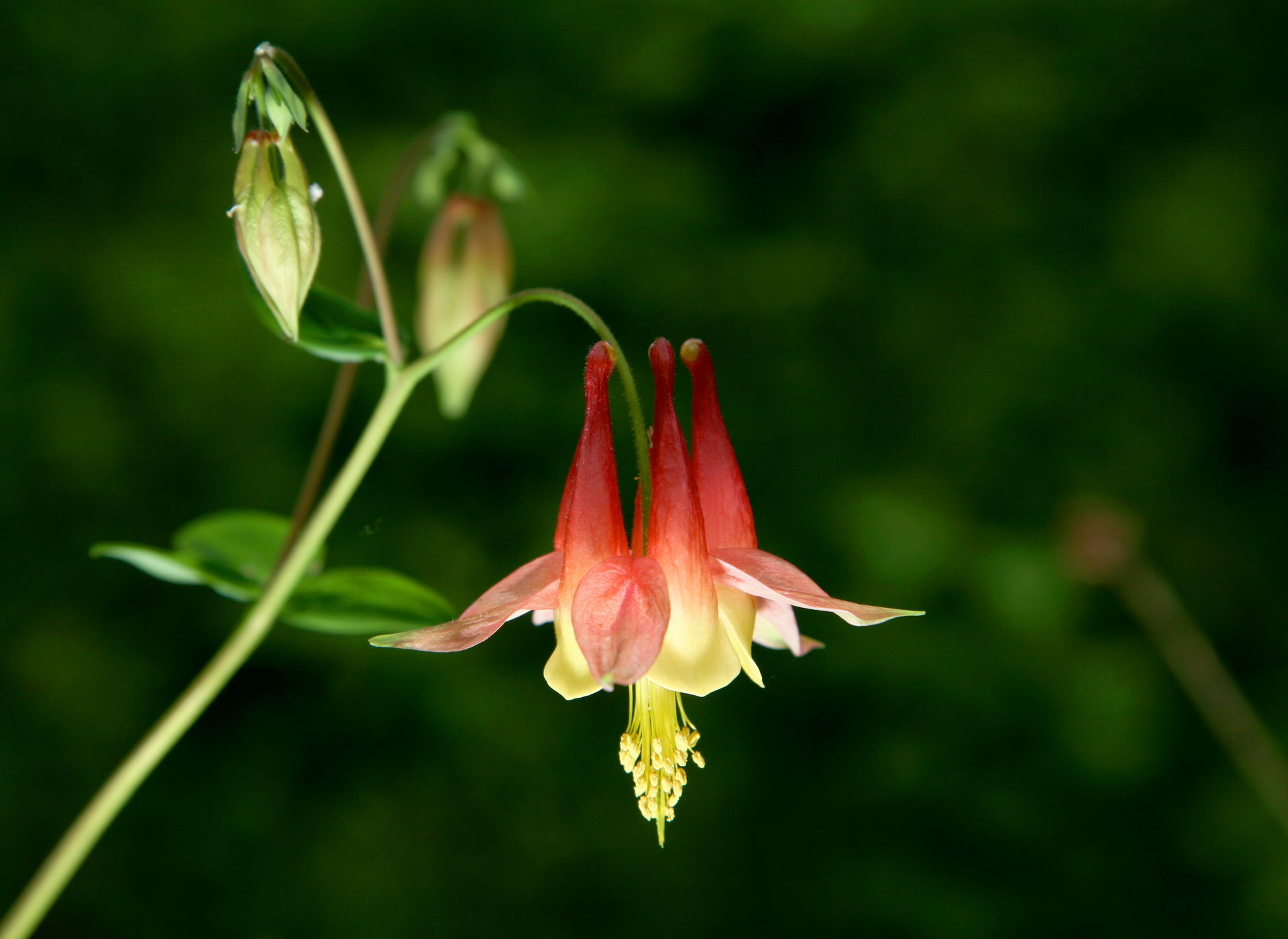 A specimen of Aquilegia formosa in Illinois, USA.