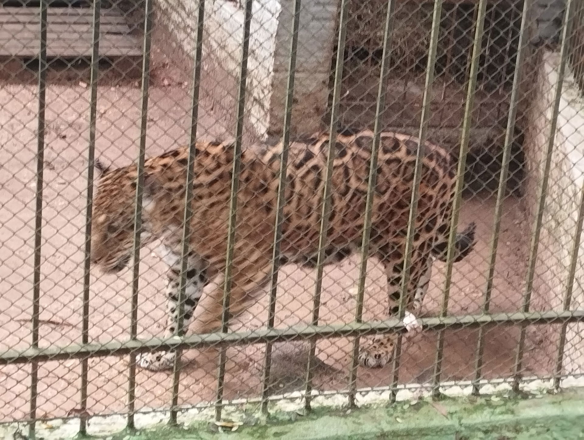 Cachoeira do Sul Zoo
