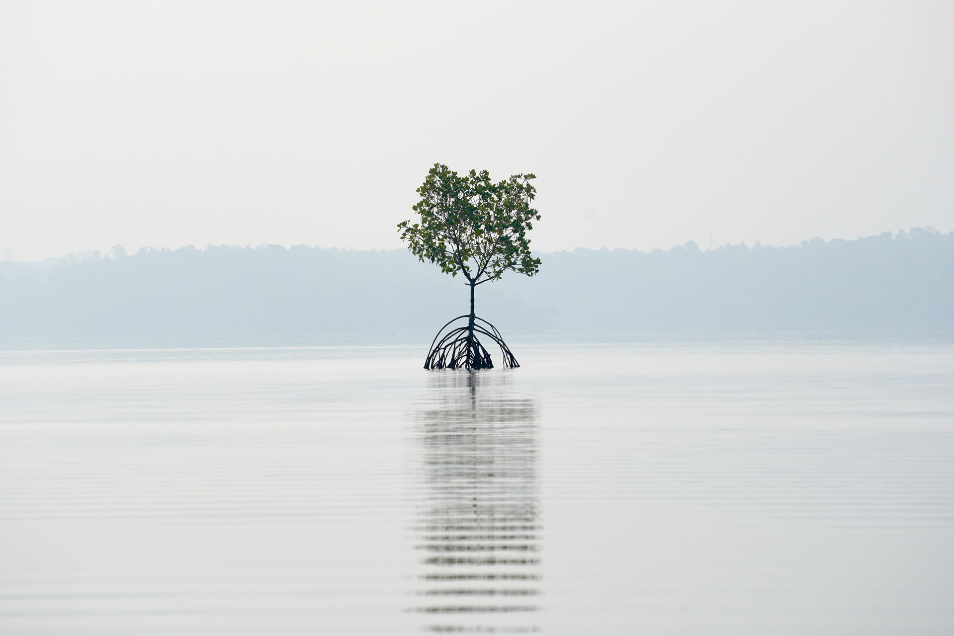 Lone mangrove tree with reflection, Ashtamudi Lake, Kollam, Ker…