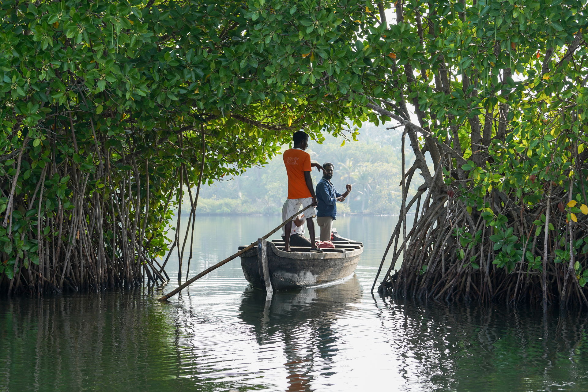 Boat passes through mangrove arch, Ashtamudi Lake, Kollam, Kera…