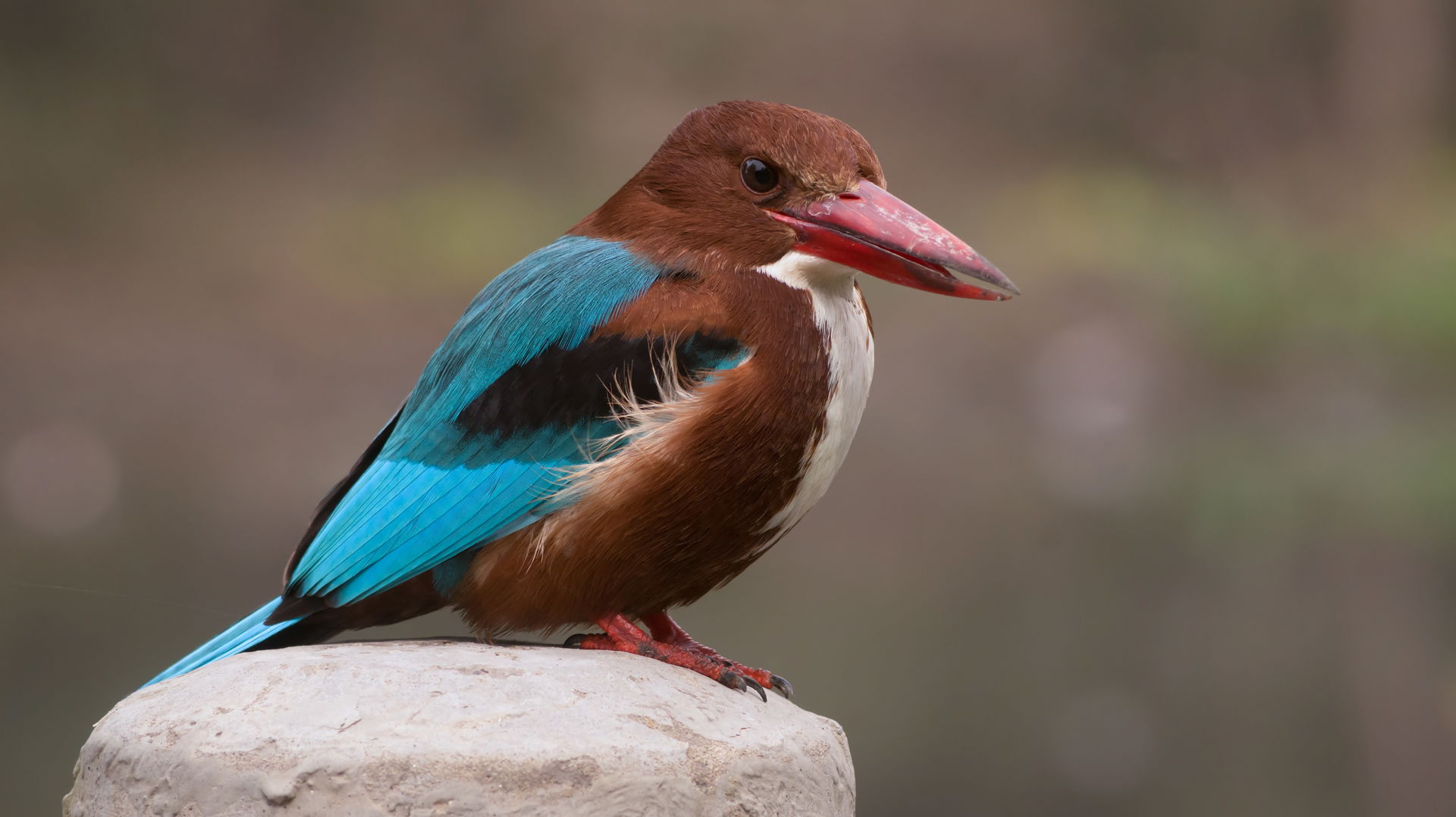 White-throated Kingfisher near Jargari, Ludhiana district, Punj…