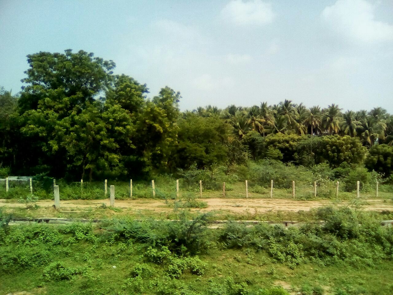 Paddy fields near Madurai