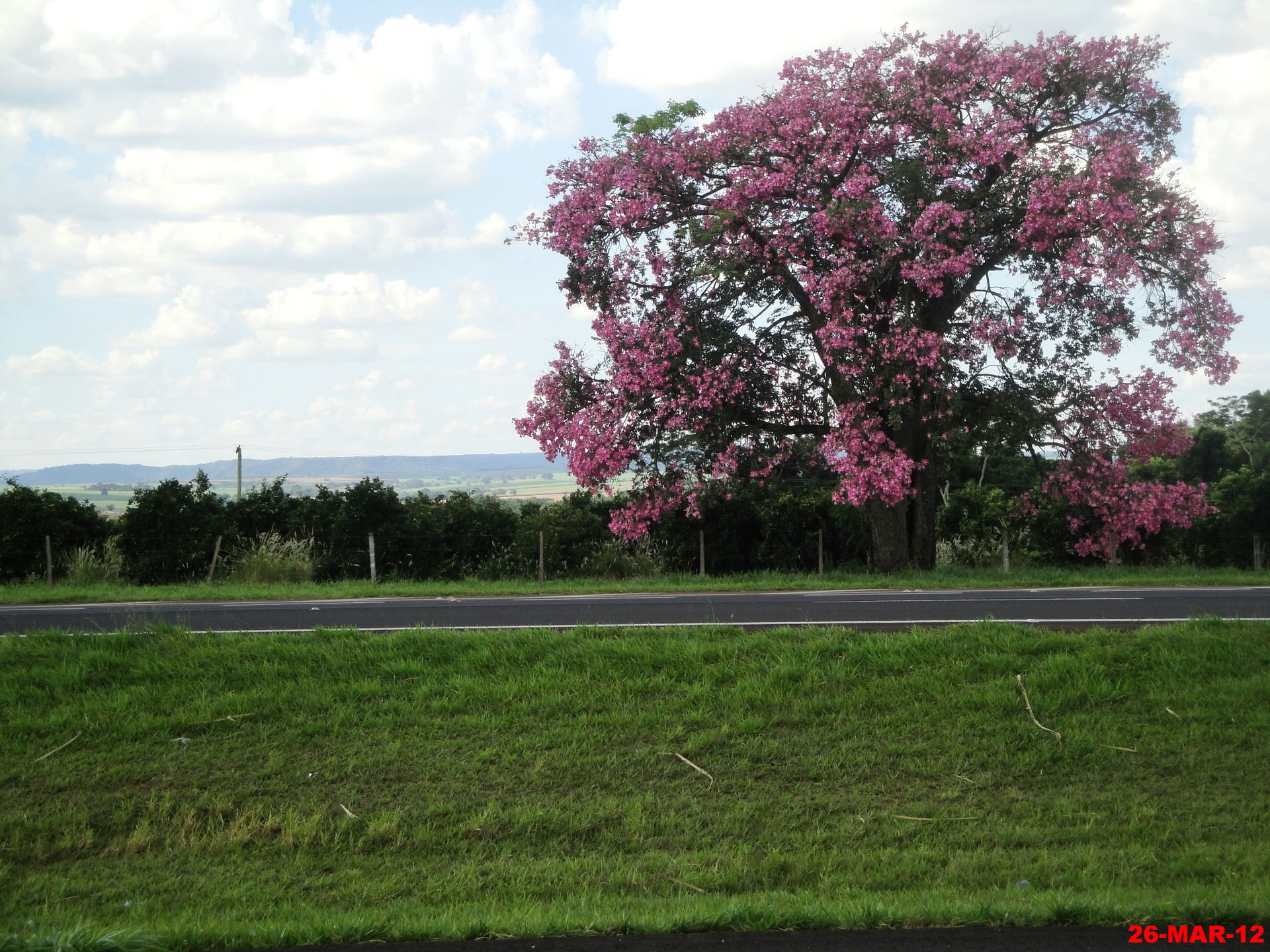 Paineira (Ceiba speciosa) na Rod. Washington Luiz - SP-310. Ao …
