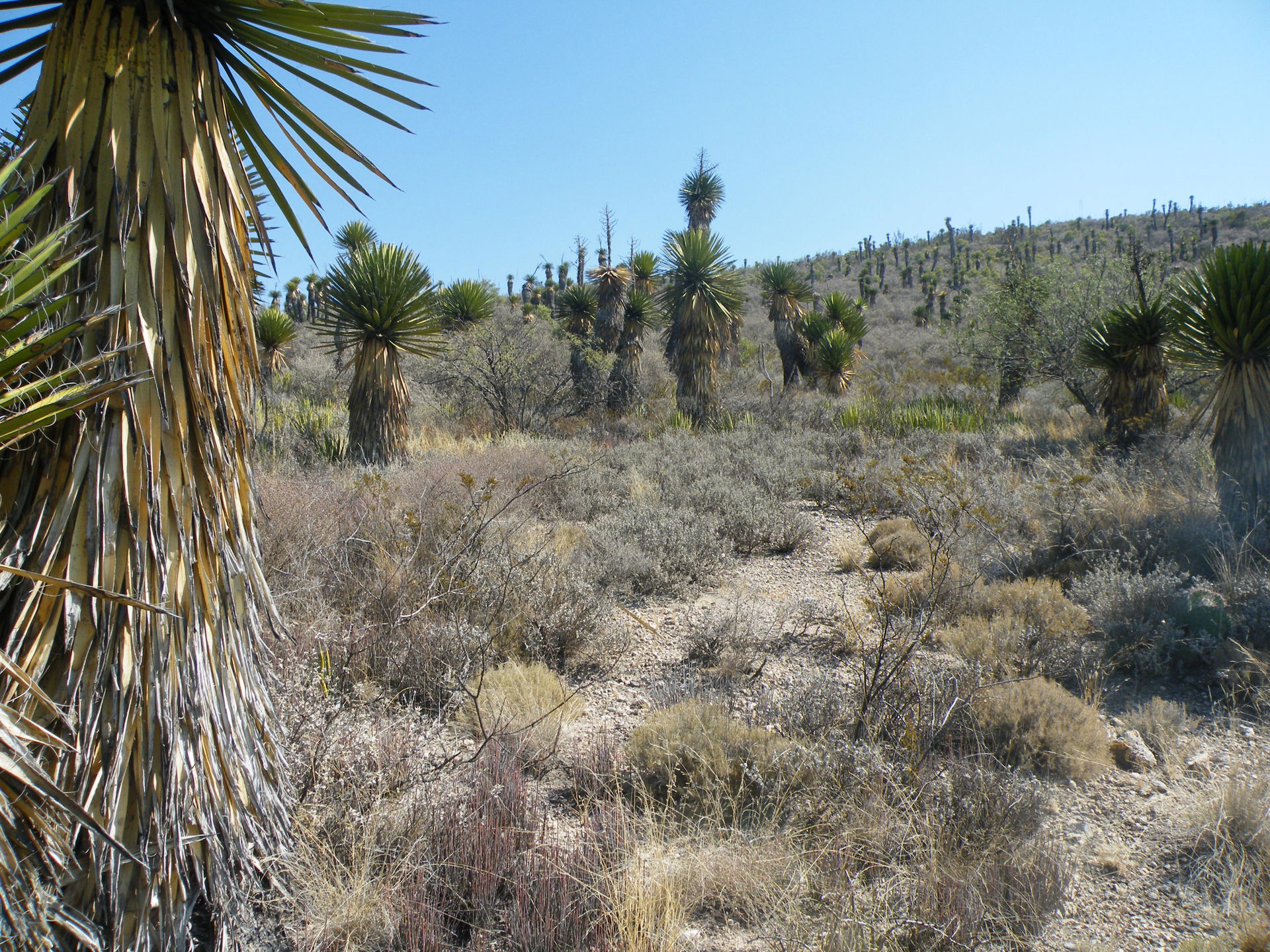 Towards Matehuala, San Luis Potosi