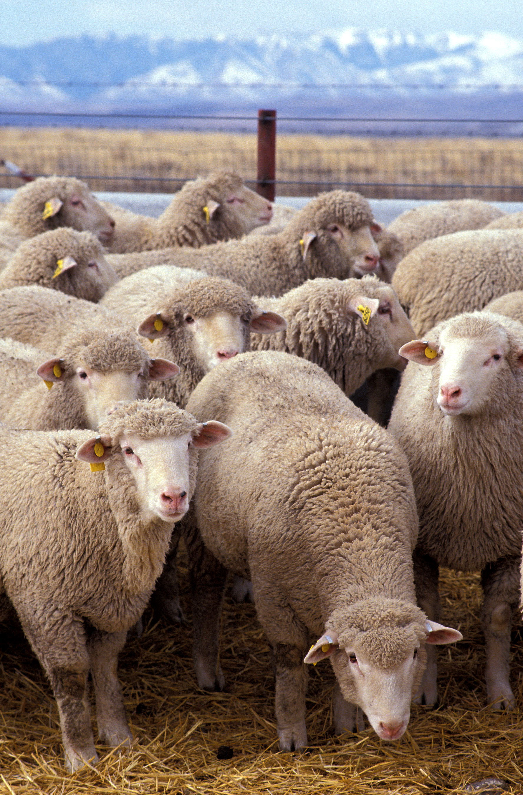 These particular sheep belong to a research flock at the US She…