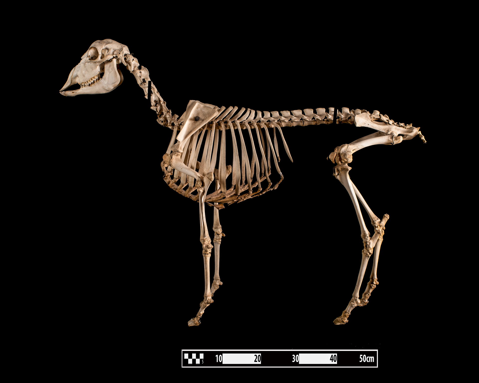 Specimen of sheep skeleton prepared by the bone maceration tech…