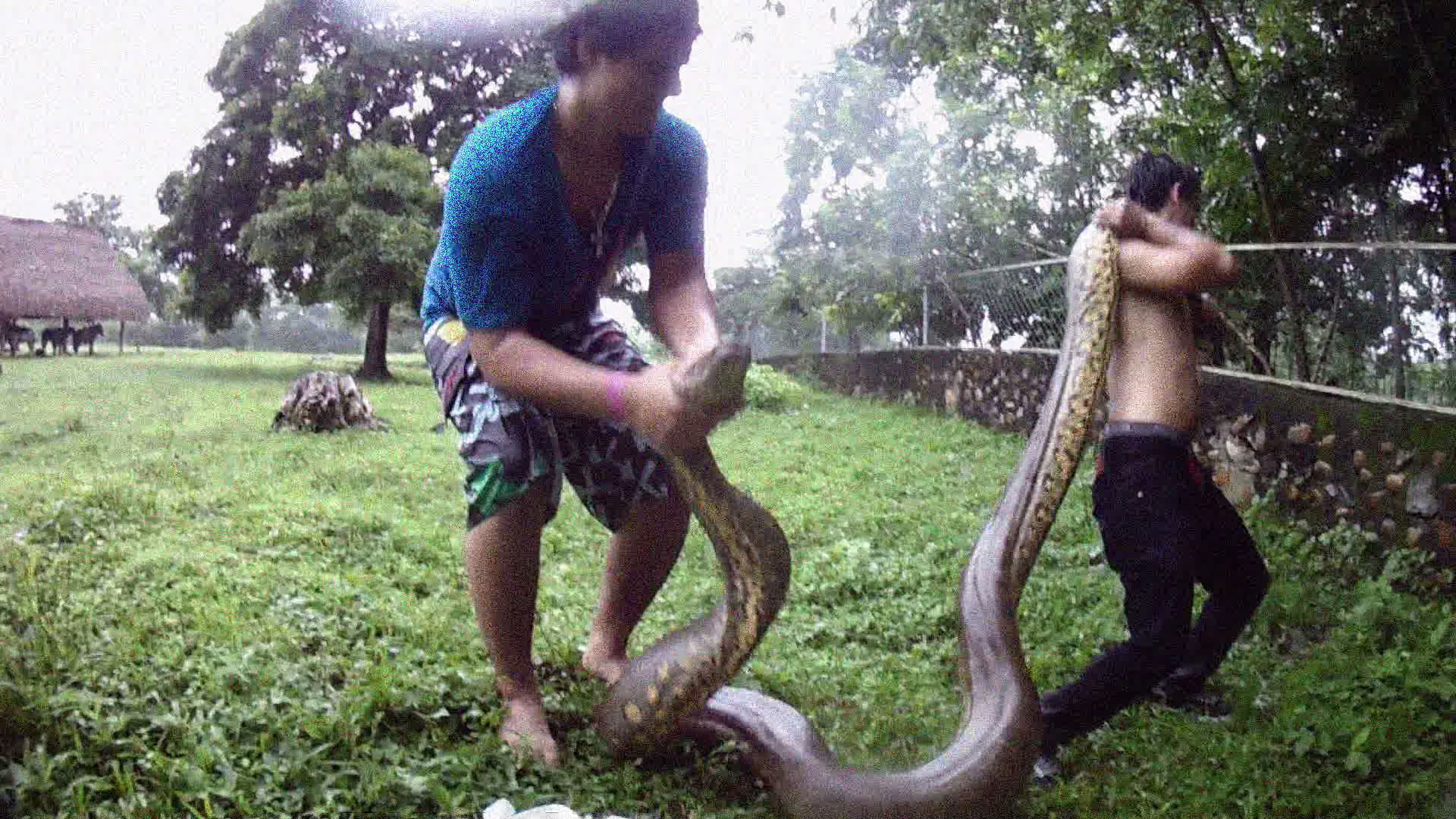 anaconda