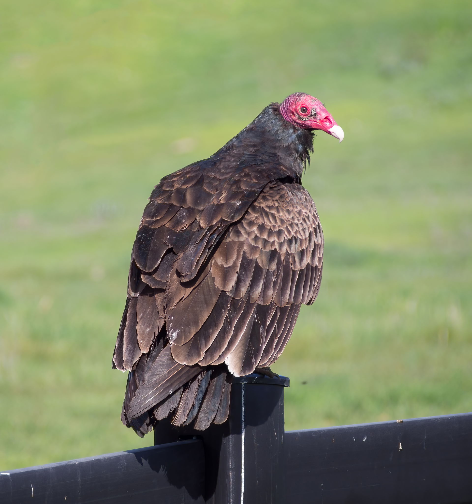 Turkey vultures in Santa Rosa