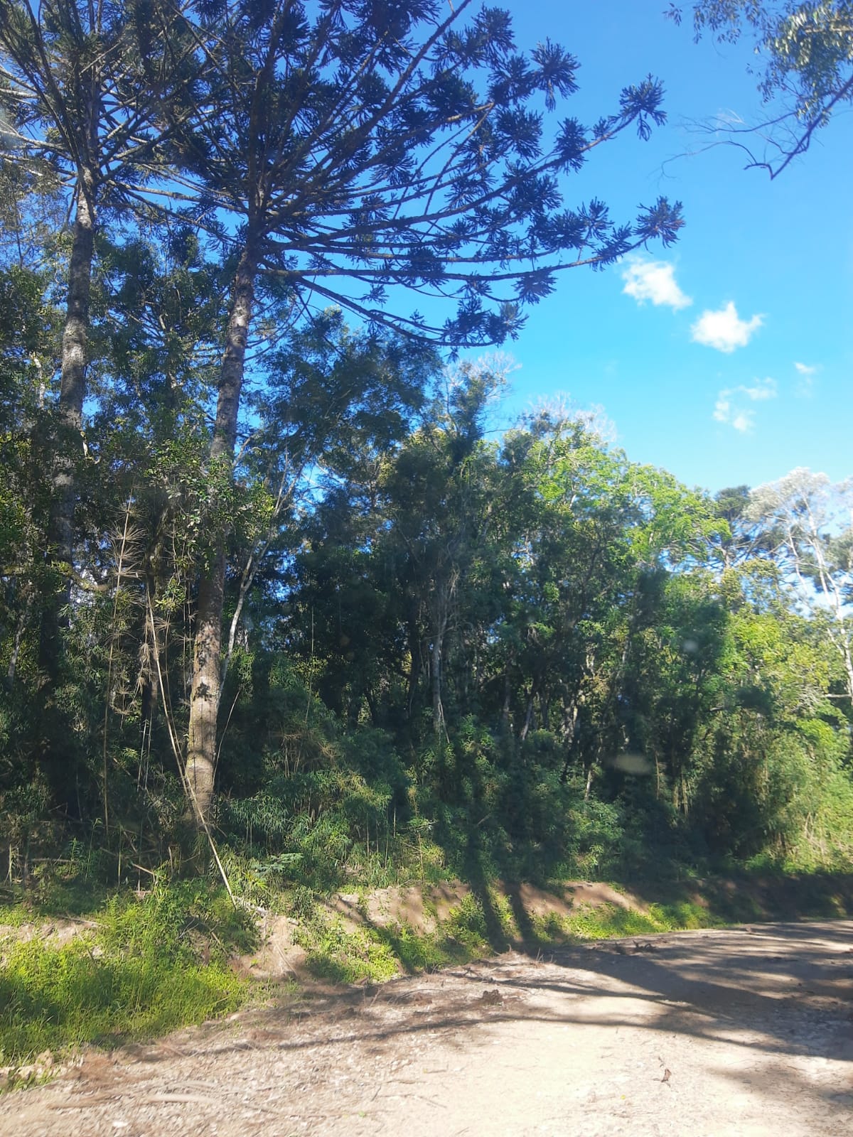 Fazenda Monte Alegre.
Município de Telêmaco Borba, Paraná, Bras…