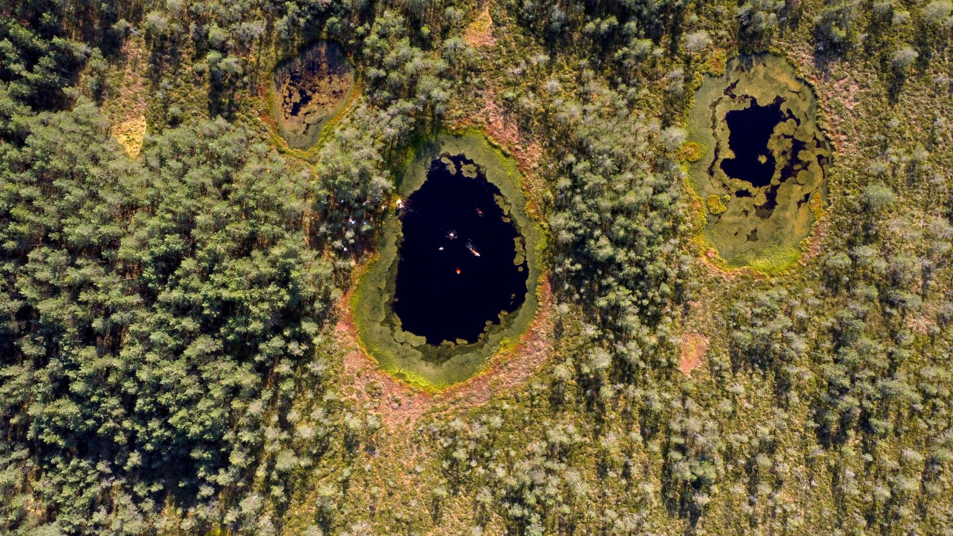 Swimmers in Ohepalu bog pool. Lääne-Viru County, Estonia