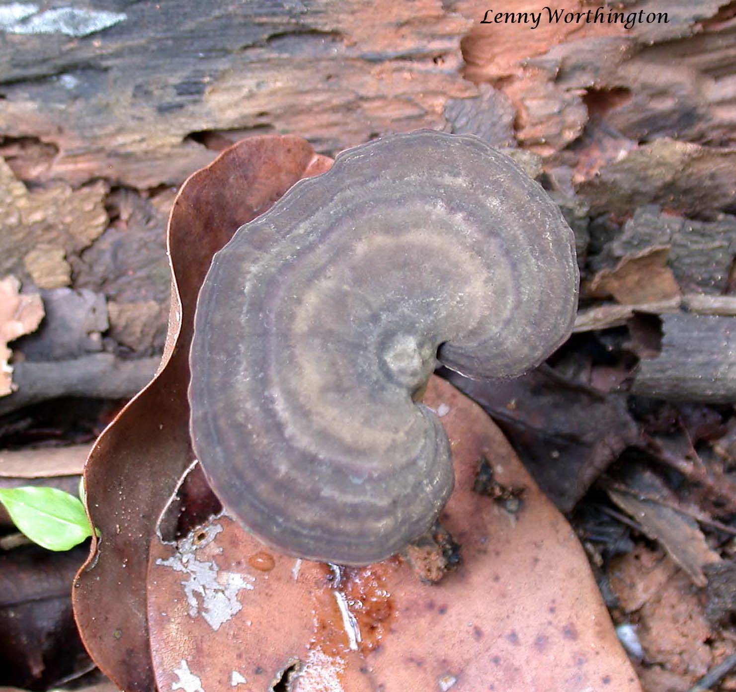 Amauroderma  Nam Tok Tad Ton Chaiyaphum