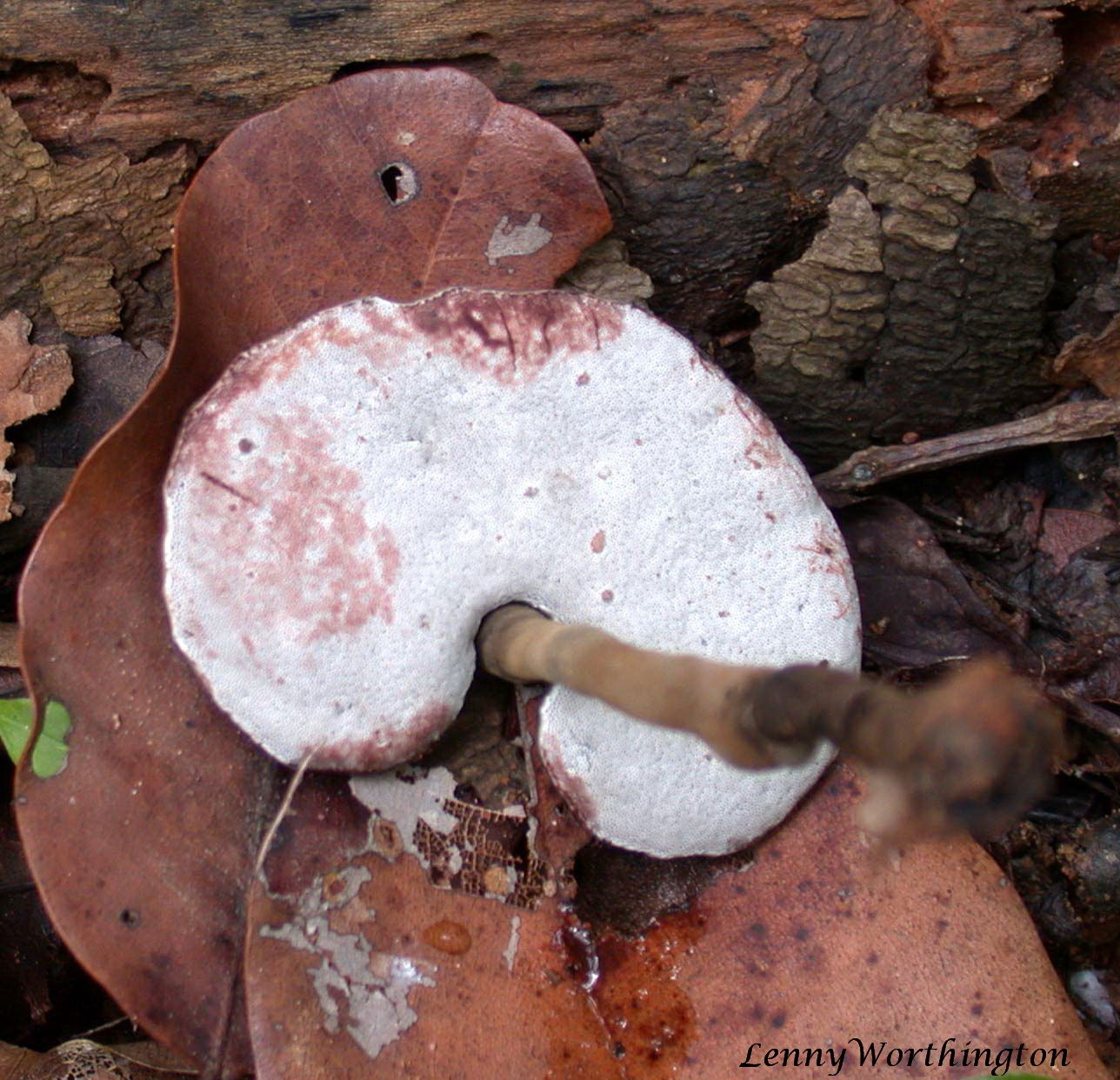 Amauroderma Nam Tok Tad Ton Chaiyaphum