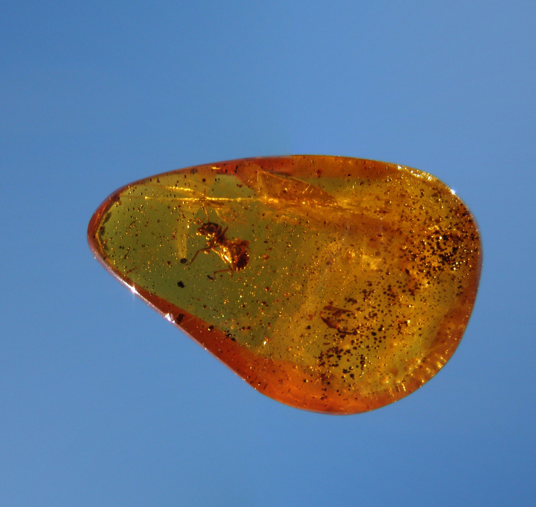 An ant in a small piece (1.5cm × 2cm) of Colombian Amber