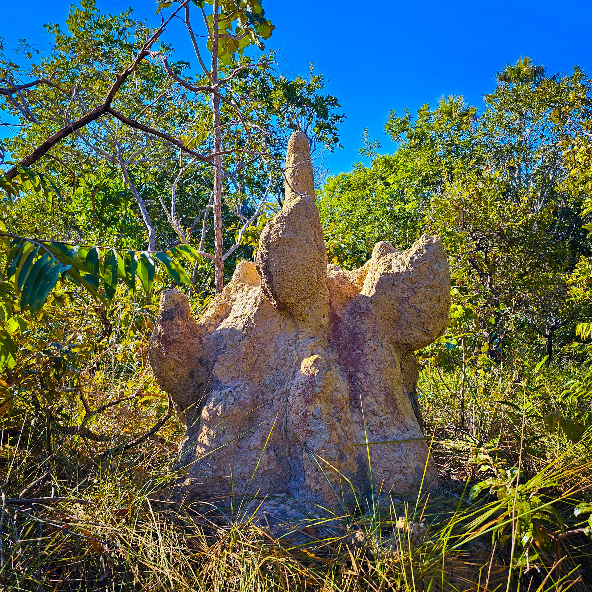 Termite Tower - Barra do Garças City - Brazil