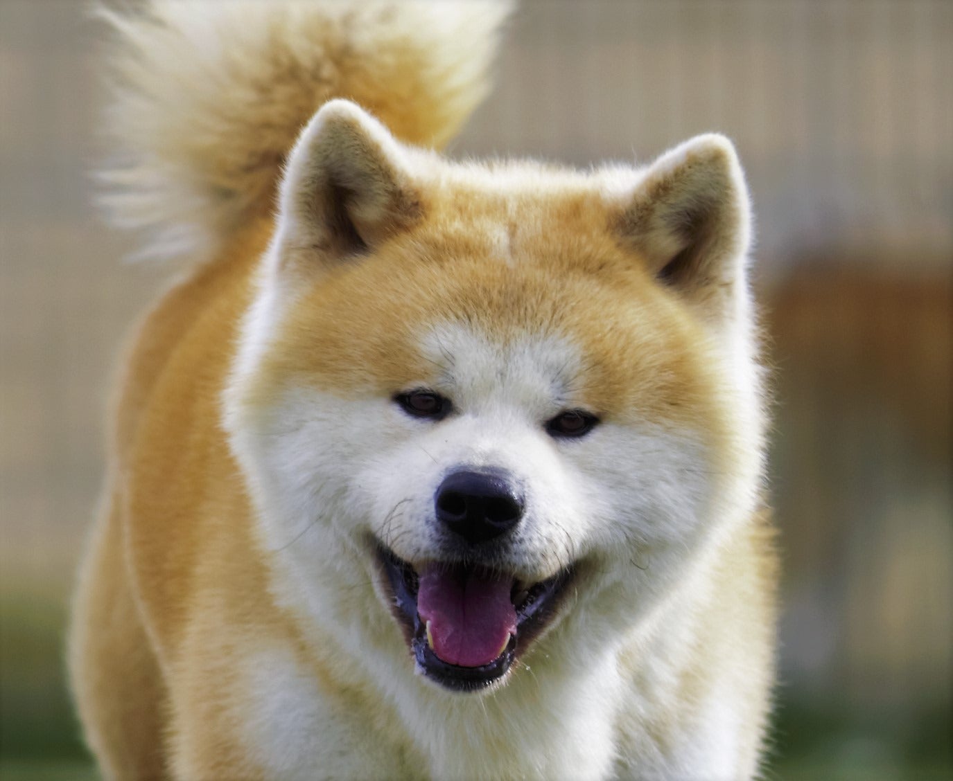 Akita Inu jugando al aire libre
