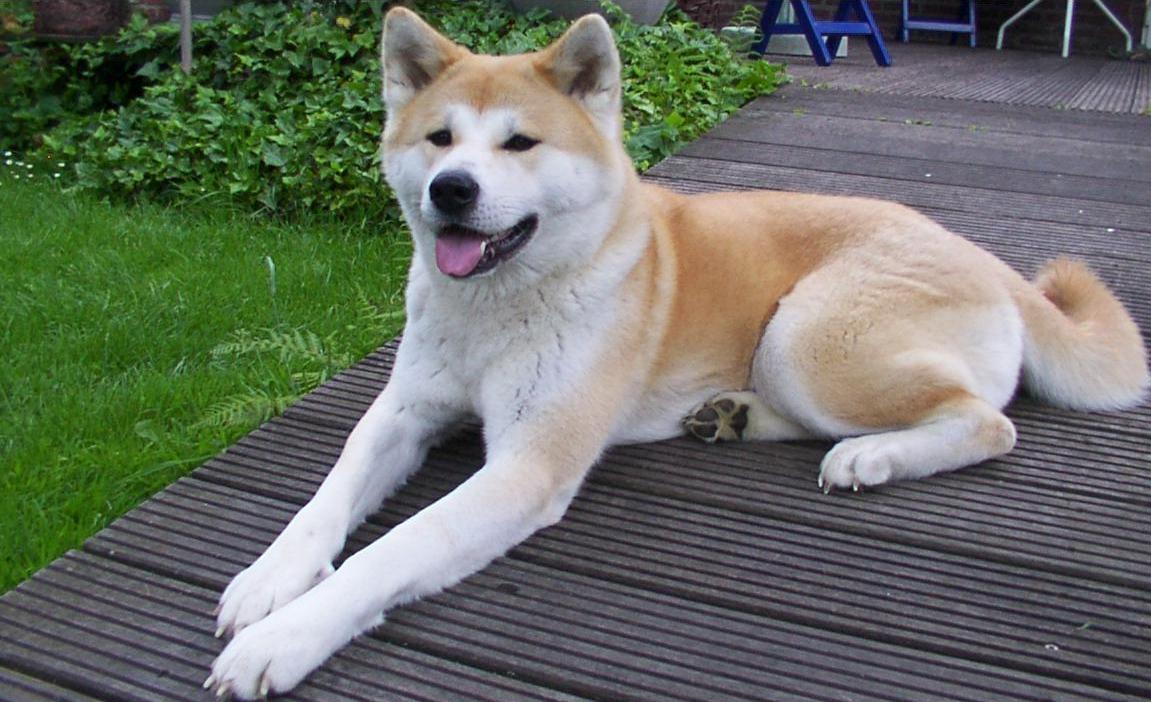 Japanese Akita-Inu.