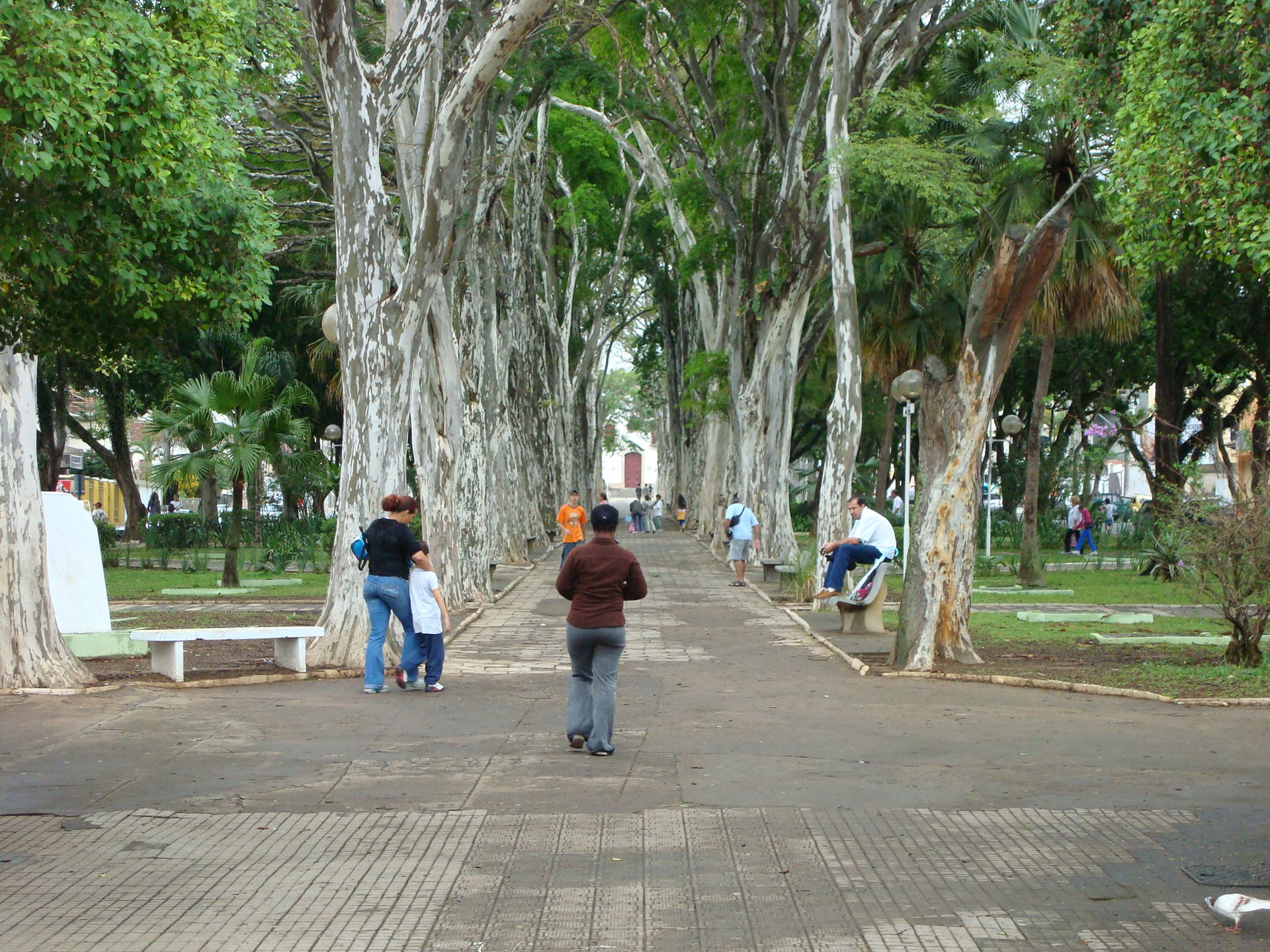 corredor de árvores da praça de Campo Belo