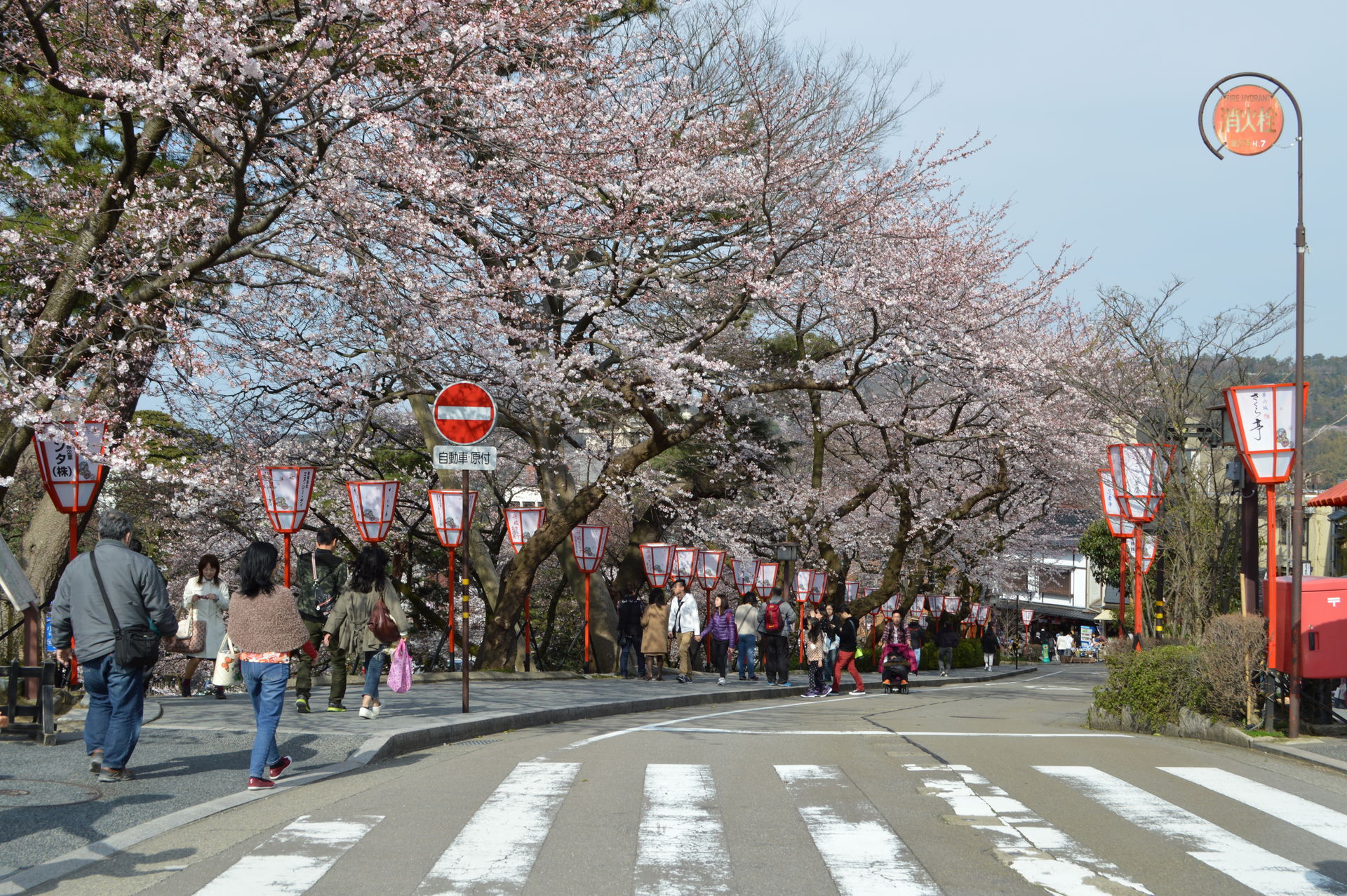 Looking down Konya-zaka with sakura blossoms, Kanazawa, 2016