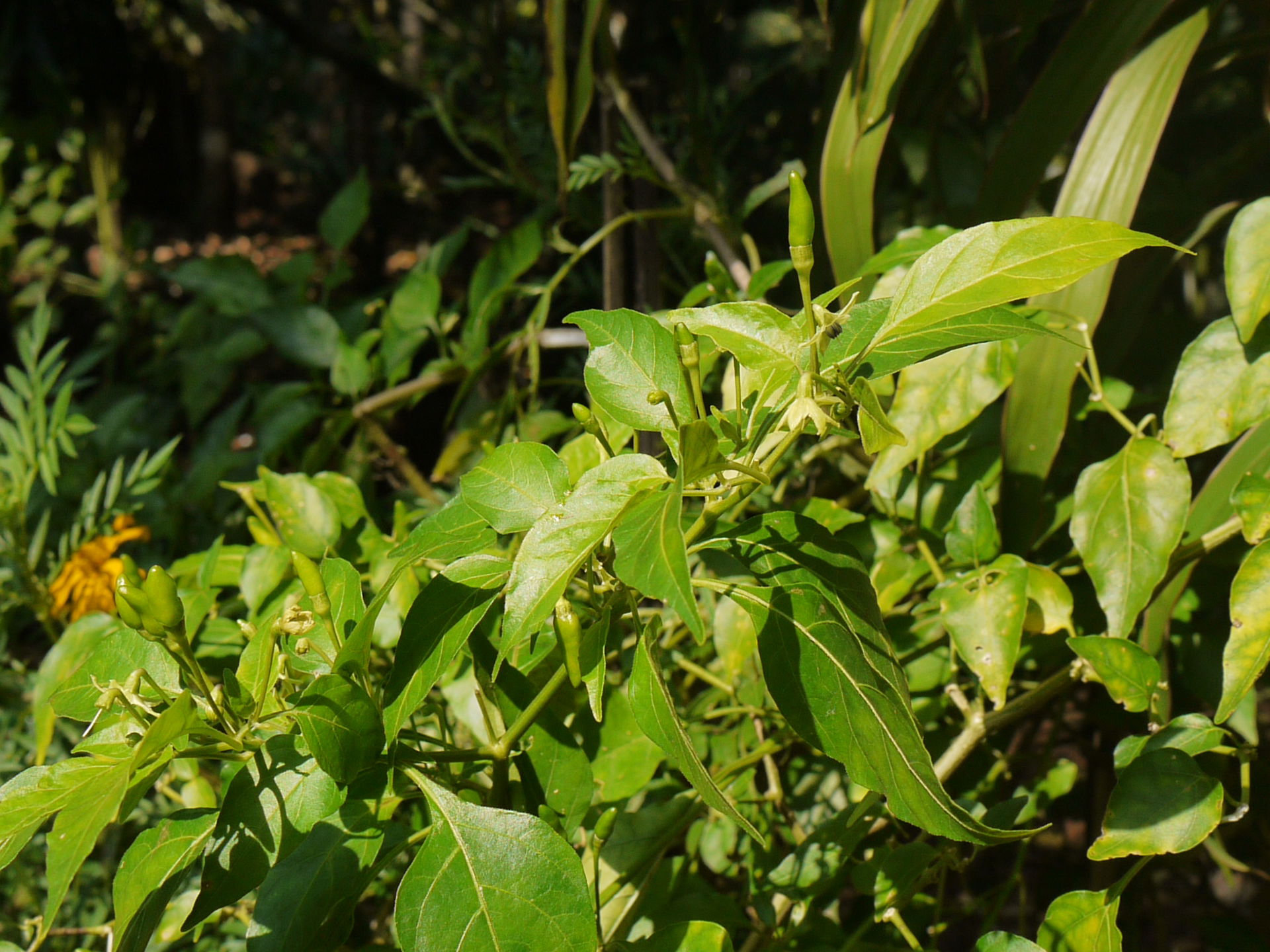 Capsicum frutescens 'Piri-piri'