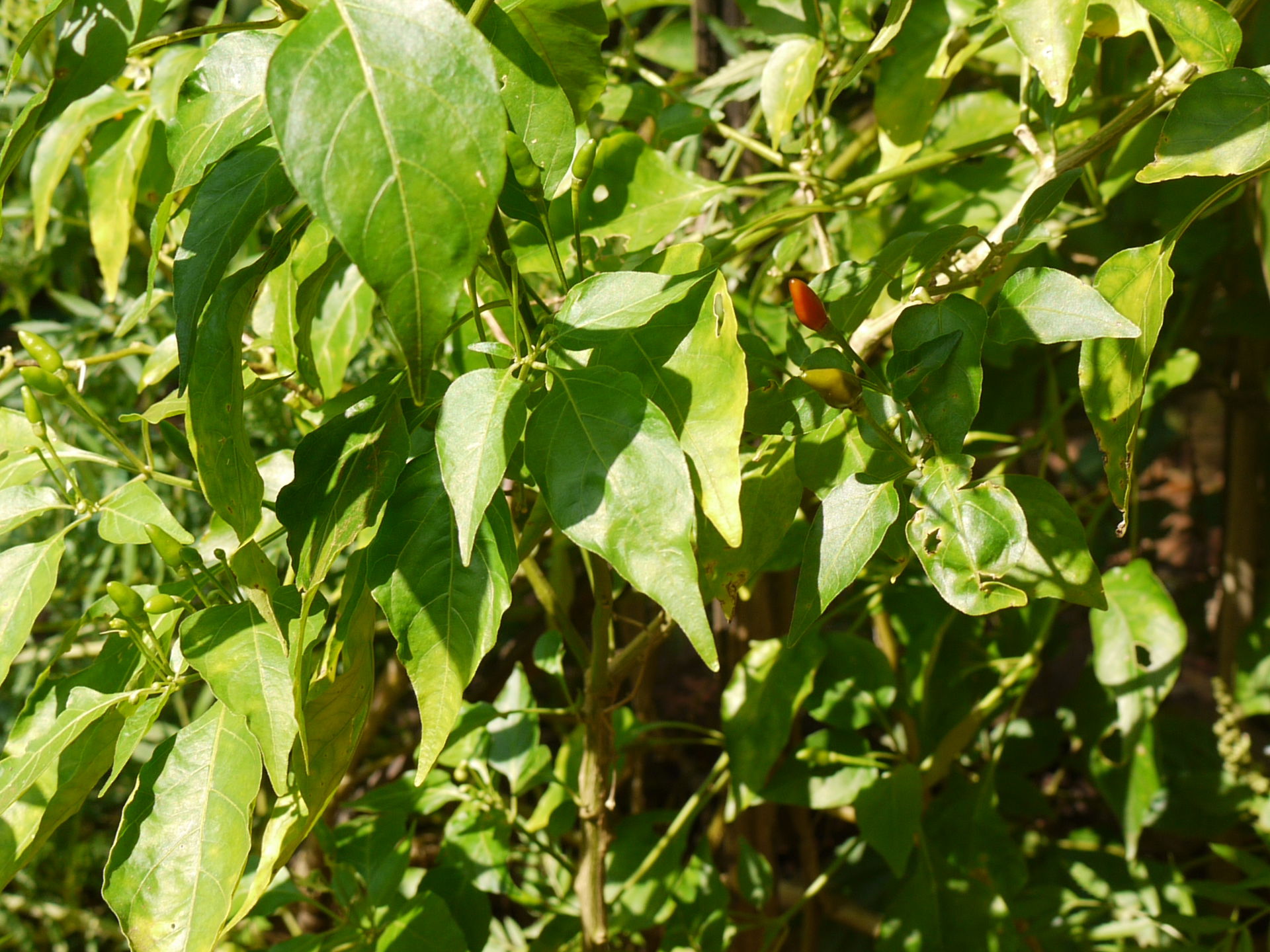 Capsicum frutescens 'Piri-piri'