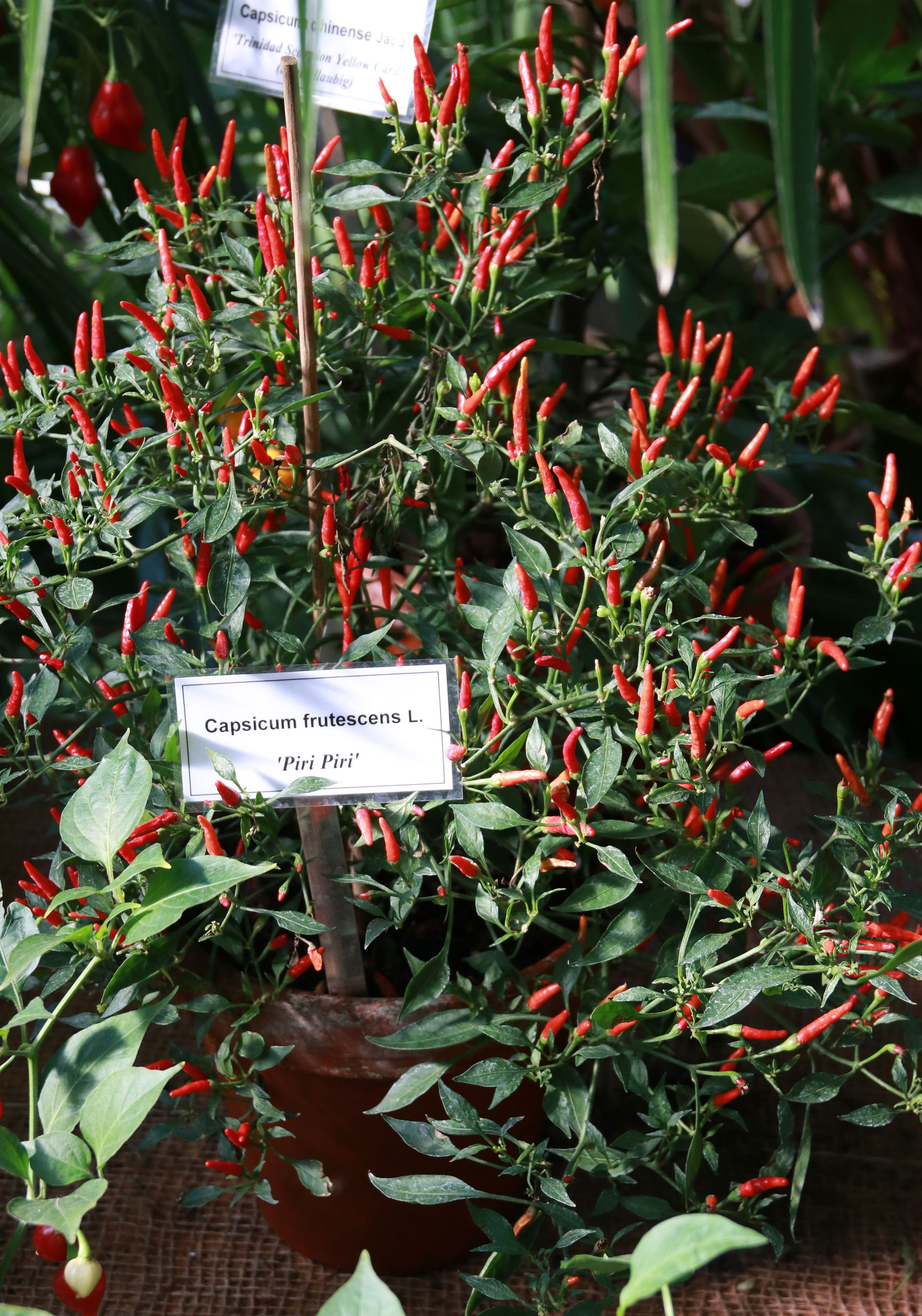 Capsicum frutescens L. 'Piri Piri', picture taken at the zoolog…