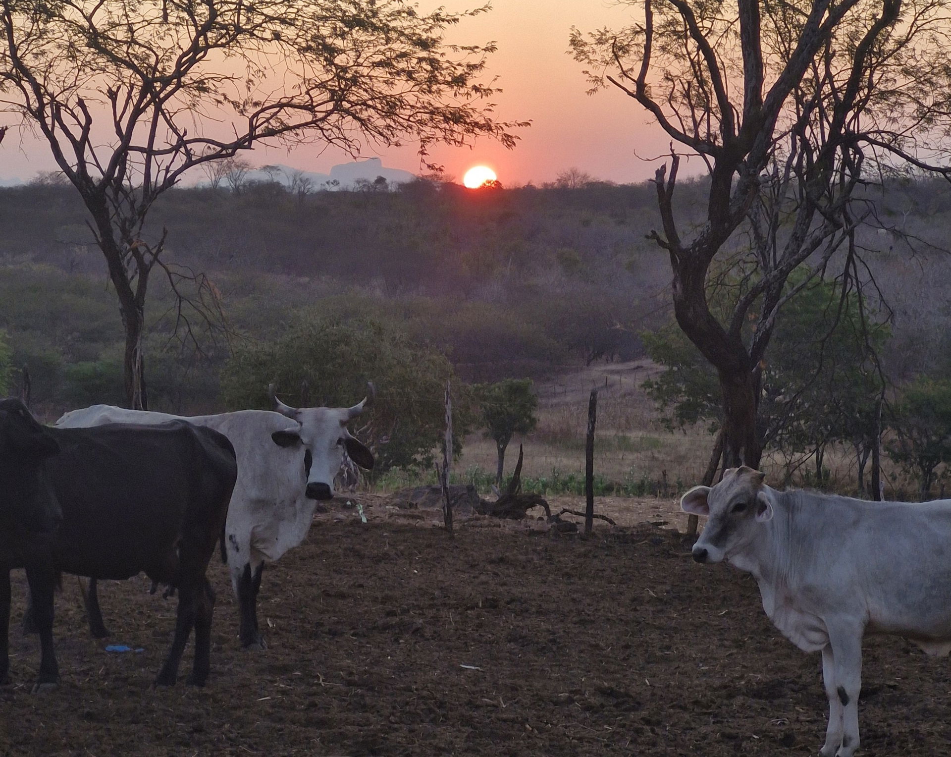 Sunset in the countryside of Canindé (CE)