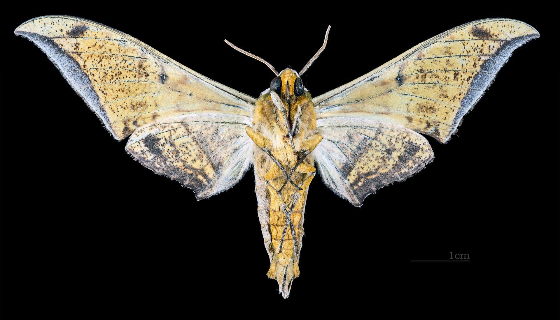 Ambulyx schauffelbergeri - △ Ventral side
Collection of the Mat…