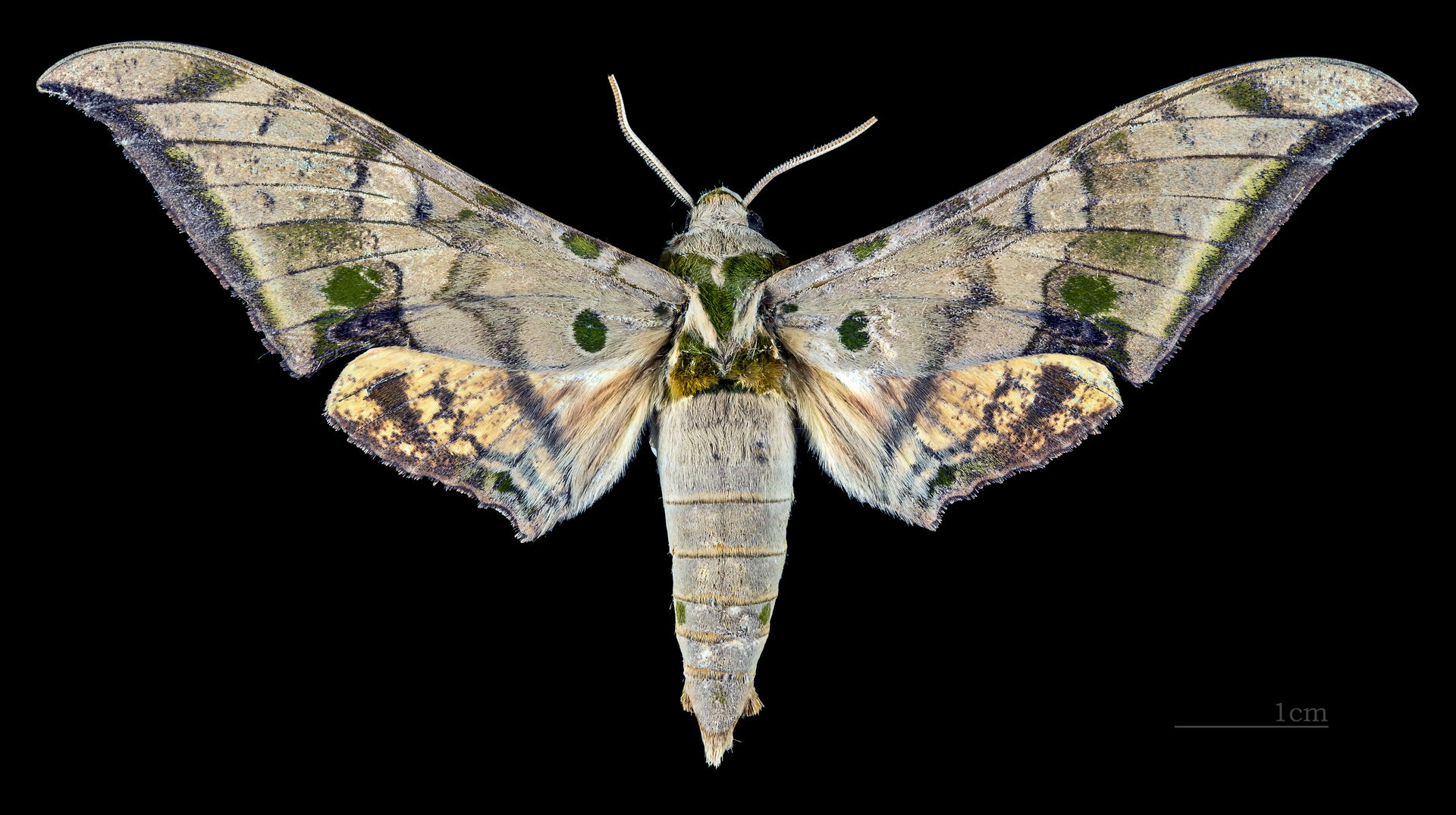 Ambulyx schauffelbergeri - Dorsal side
Collection of the Mathe…