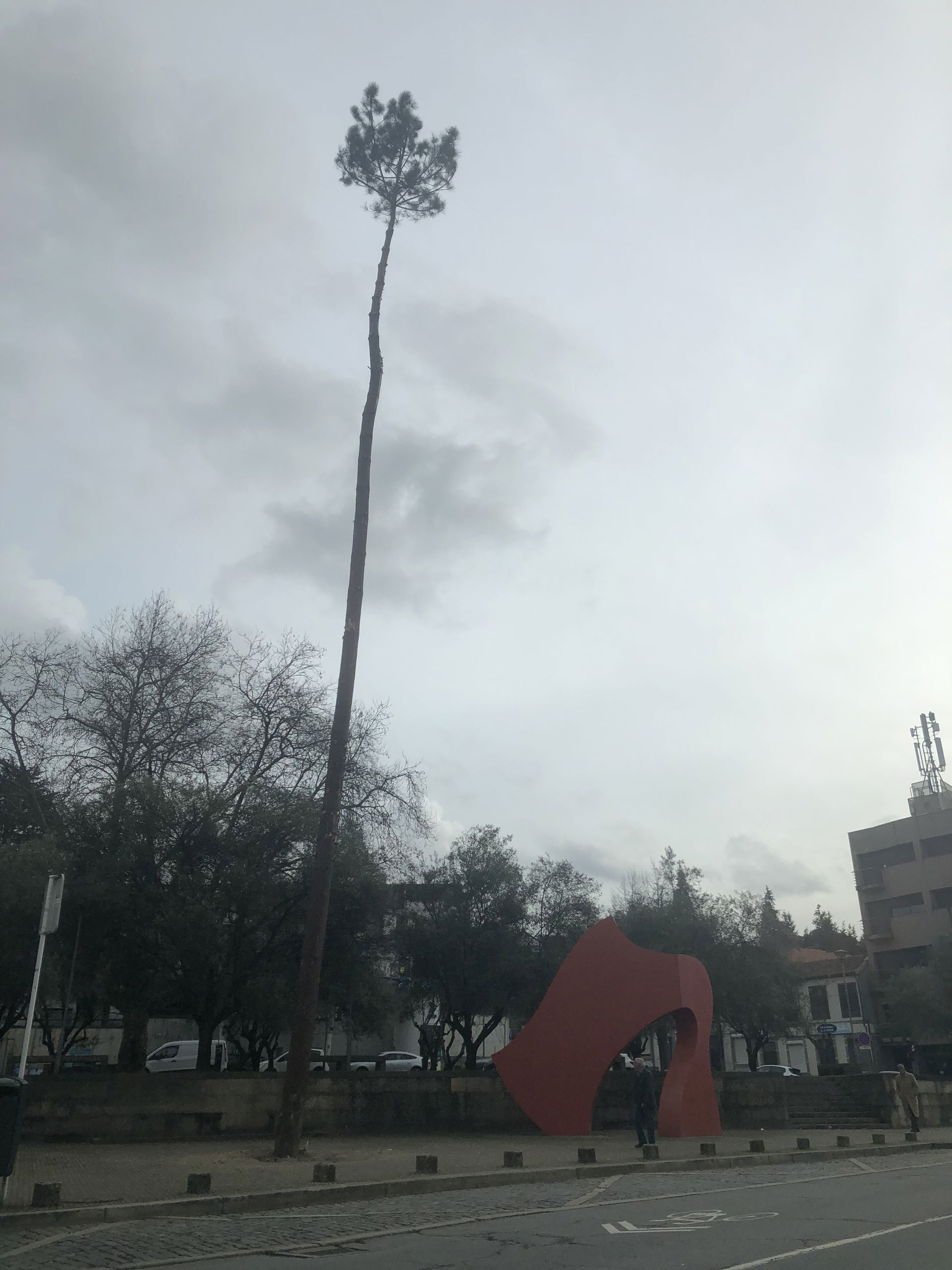 The pine tree, after the Pinheiro festivity, is displayed at th…