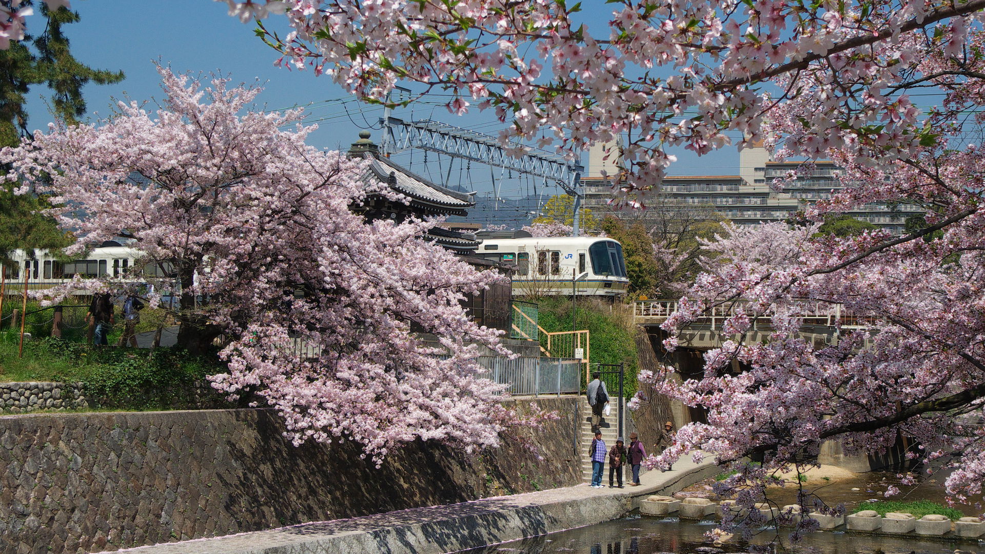 Cherry blossoms in full bloom at Shukugawa Park, Nishinomiya Ci…