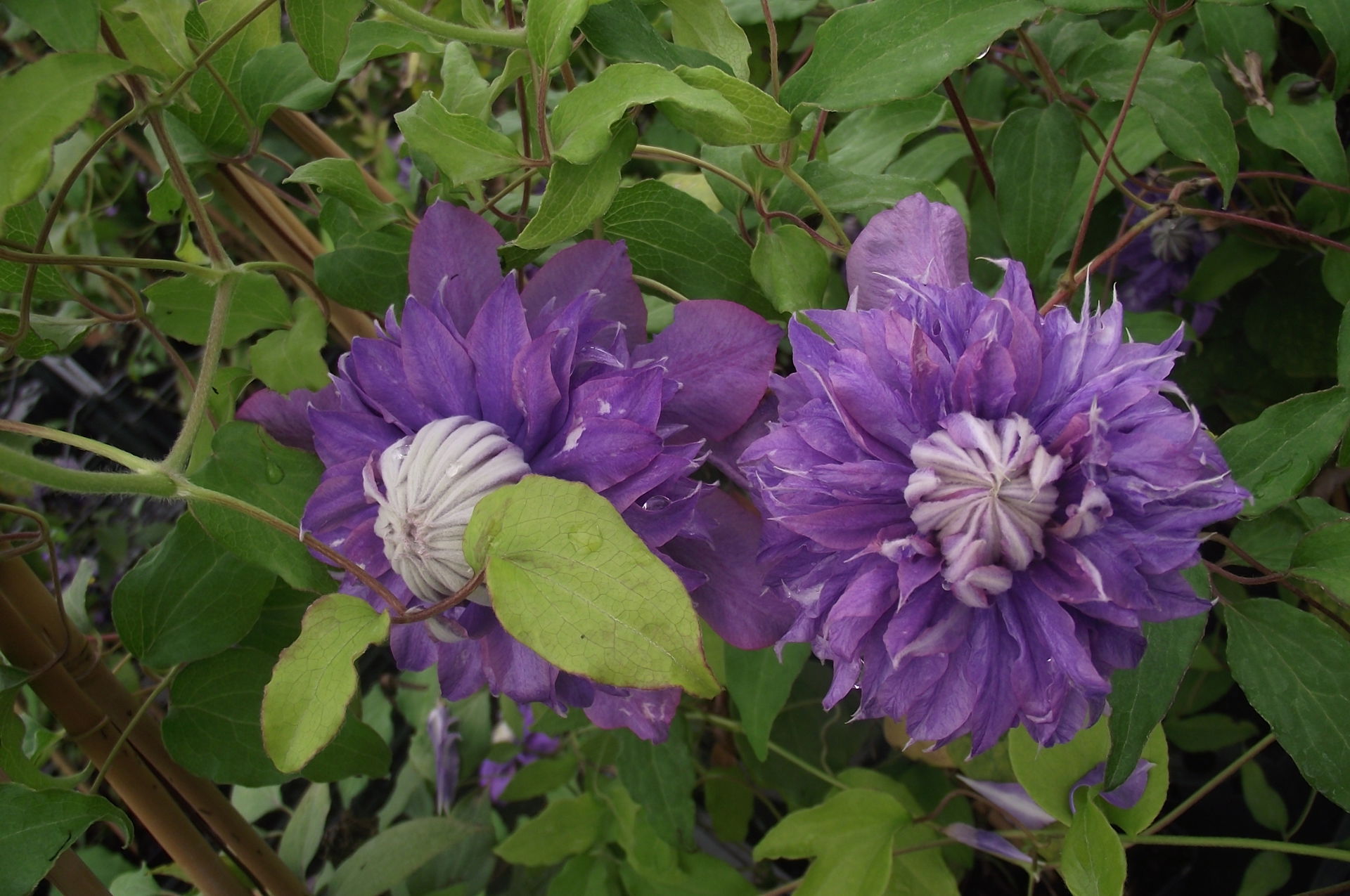 clematis diamantina evipo039