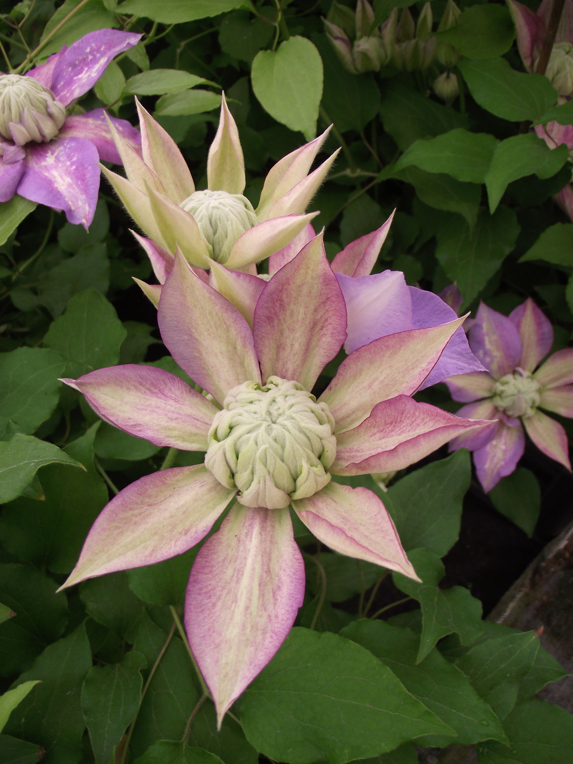 ouverture d'une fleur de clématite Diamantina