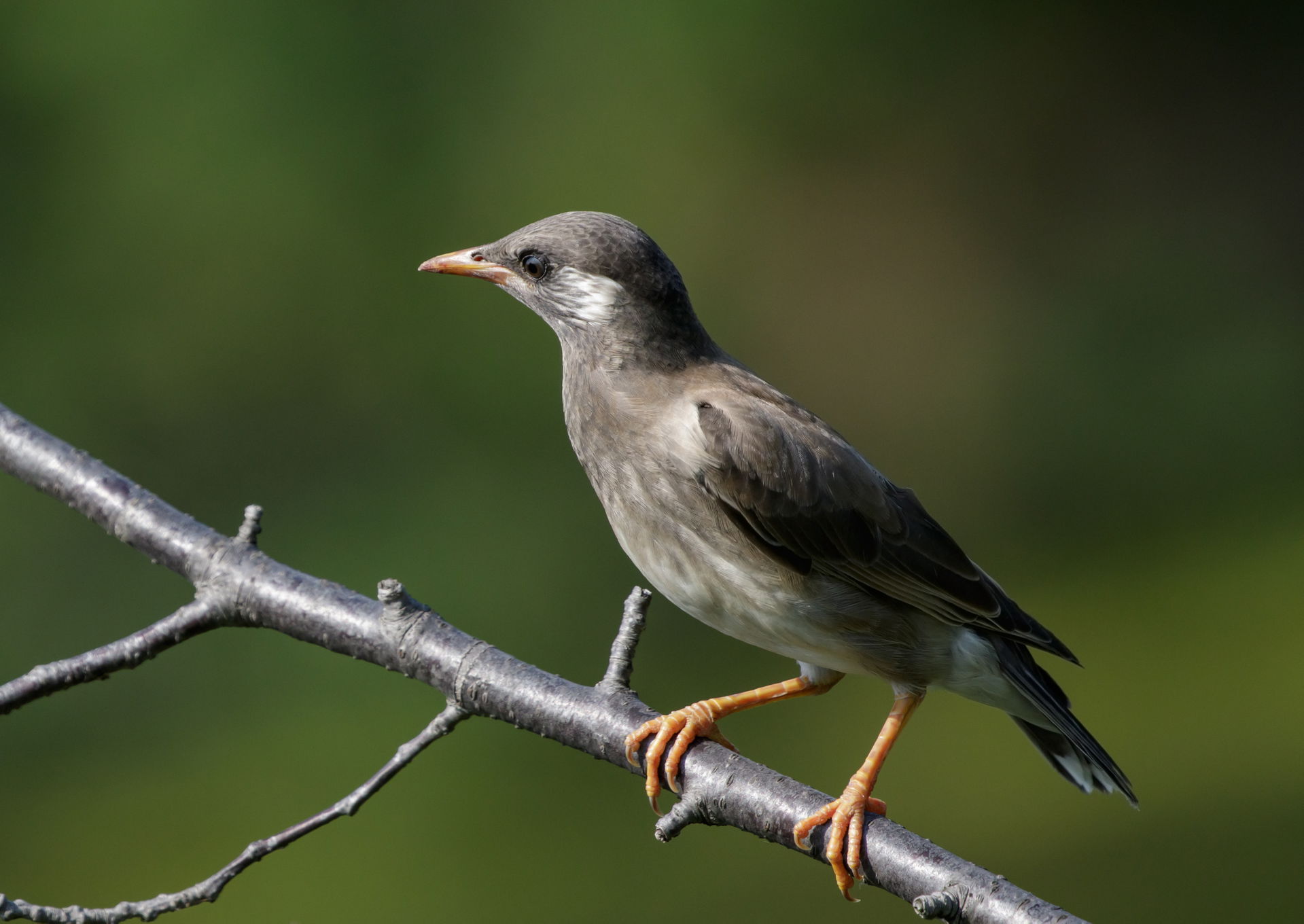 White-cheeked Starling at Tennōji Park in Osaka.