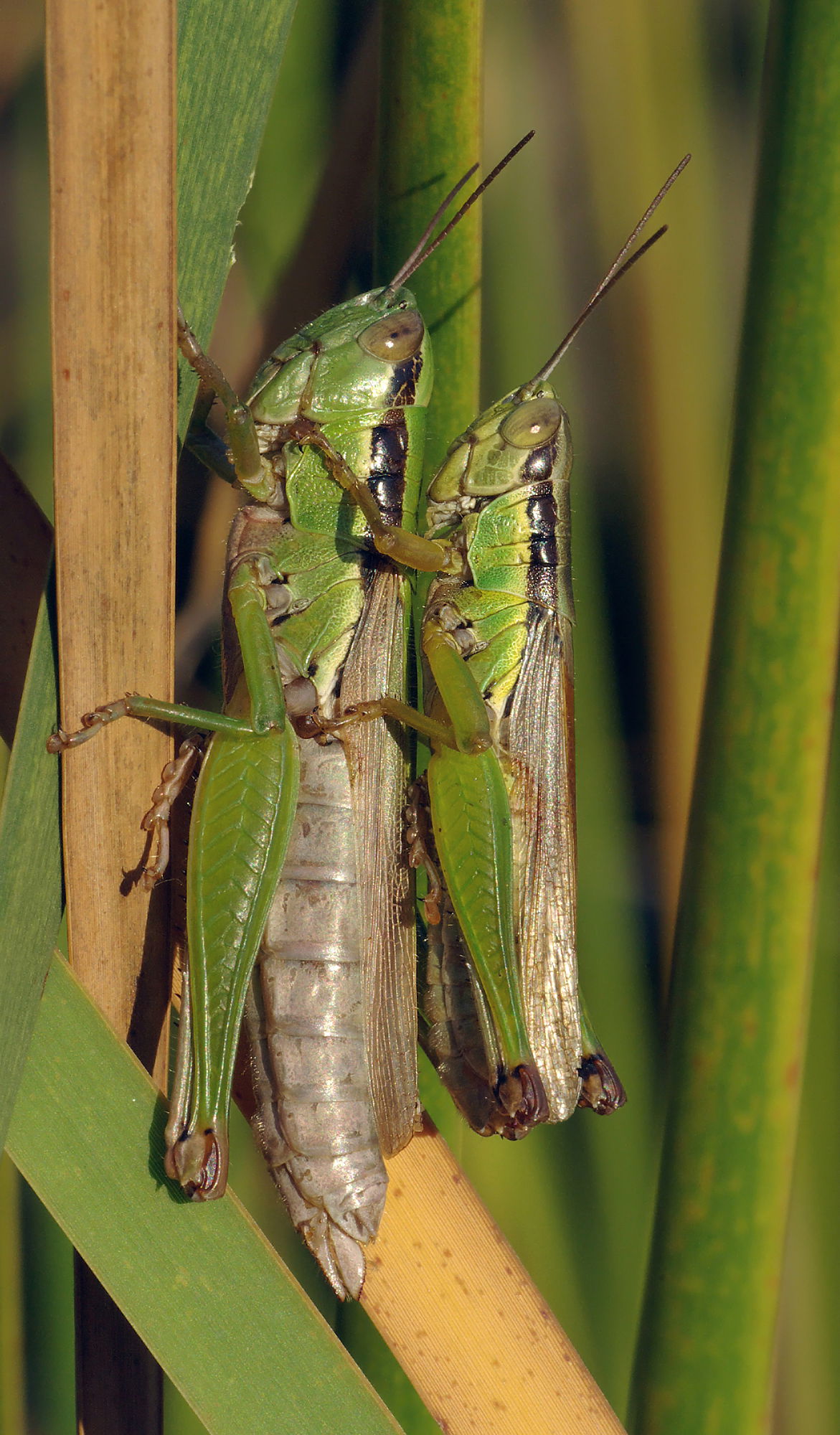 Locust. Female (left) and male (right). This picture was taken …