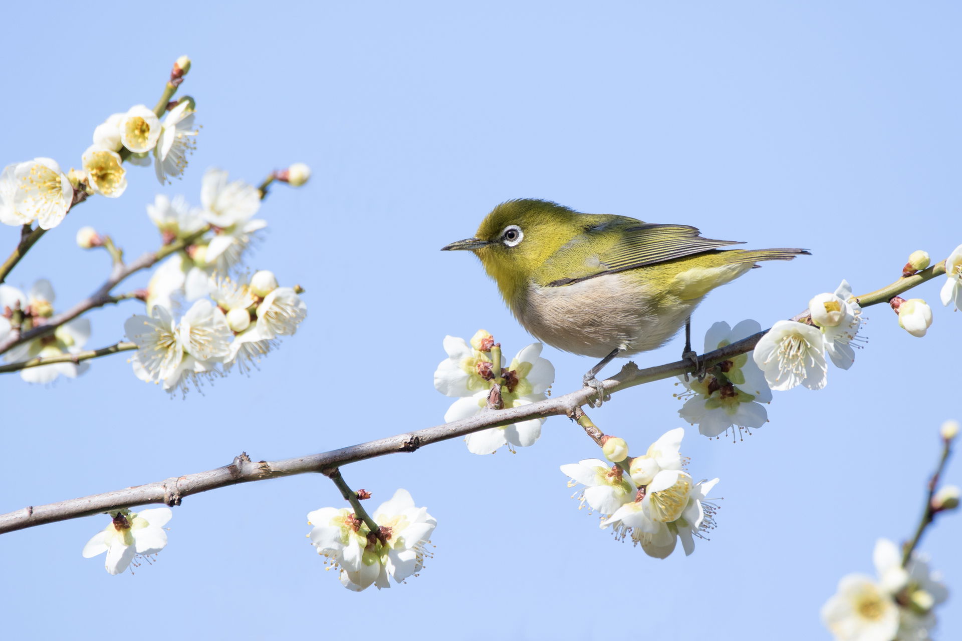Japanese white-eye in Sakai, Osaka, Japan.