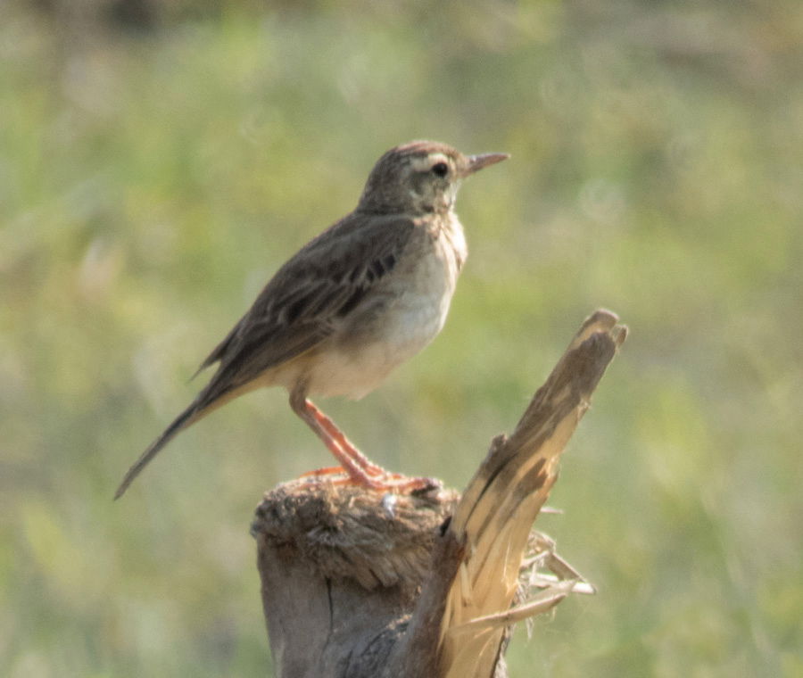 Richard's Pipit Anthus richardi, Phum Dong, Koh Kong, Cambodia.…