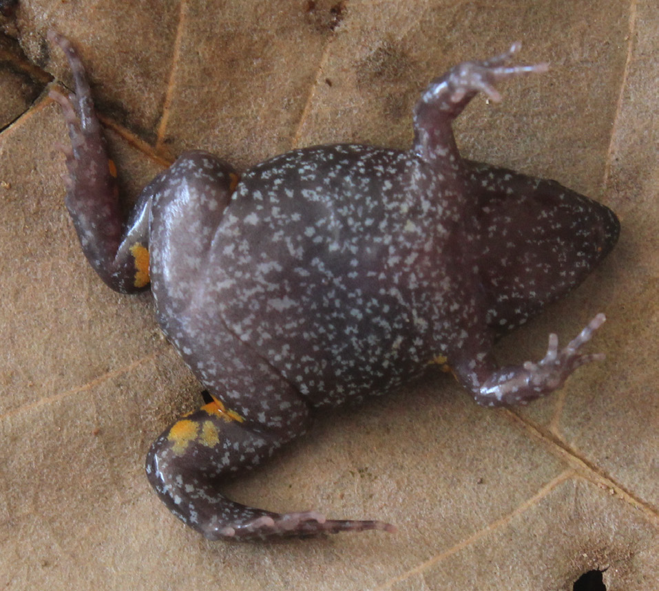Ventral  view  (CELBE-A-0504)  from  the  municipality  of  Bar…