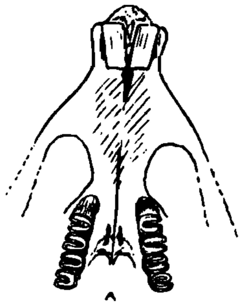 Illustration of a fossil palate of the prehistoric springhare P…