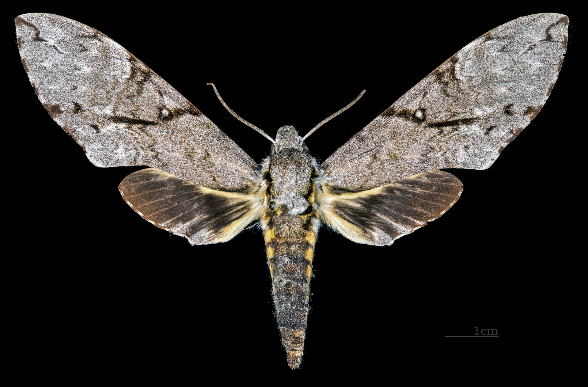 Manduca prestoni - Dorsal side