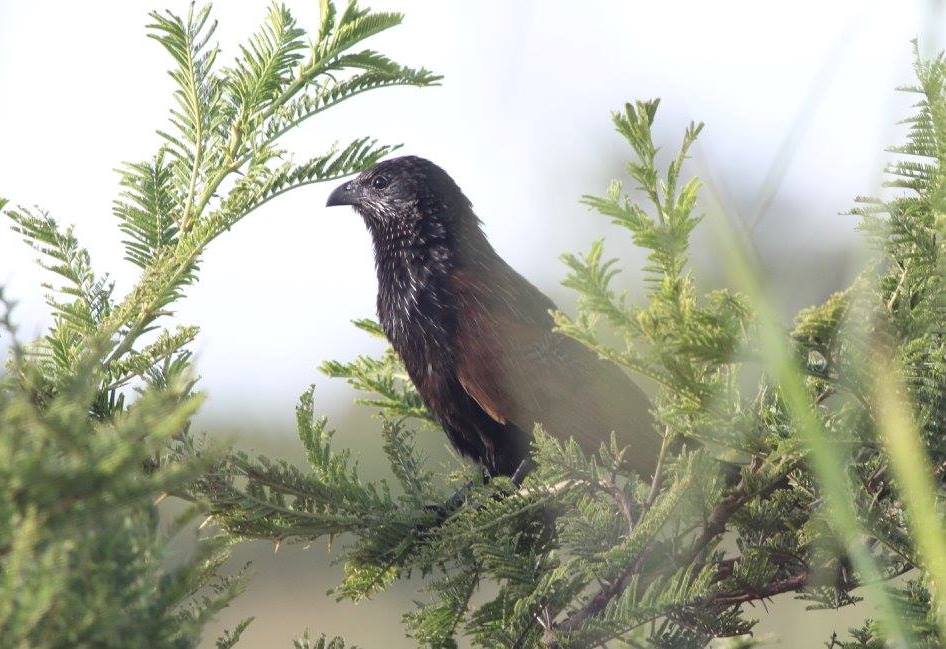 Breeding subadult Black coucal at Menongue, central Angola