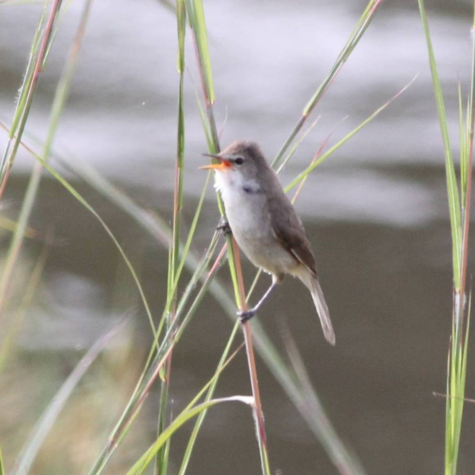 Race ansorgei of the Greater swamp warbler at Menongue, Angola