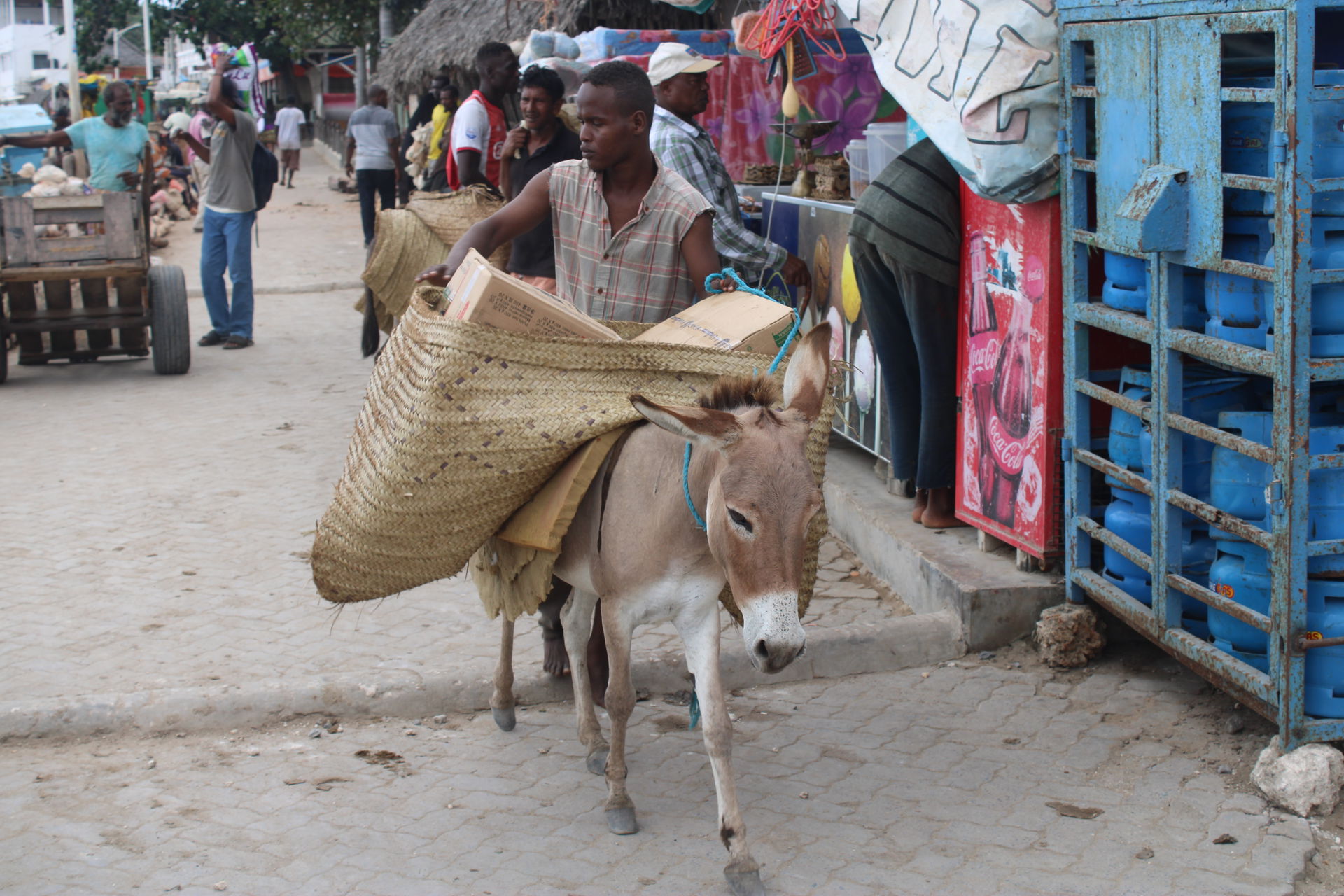 A donkey loaded with food stuff at the sea front, donkey is reg…