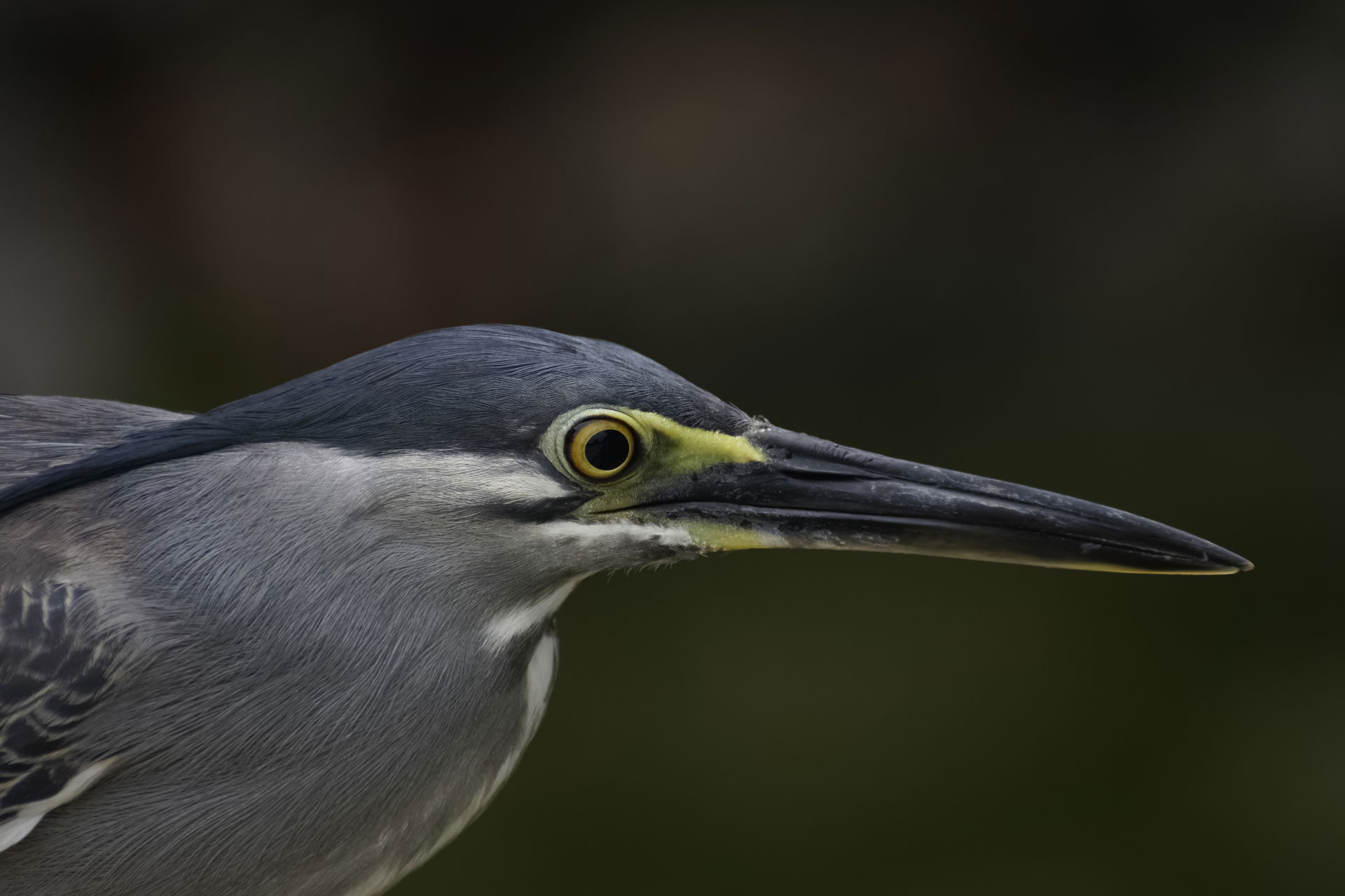 The head of a Striated Heron (Butorides striata javanica).